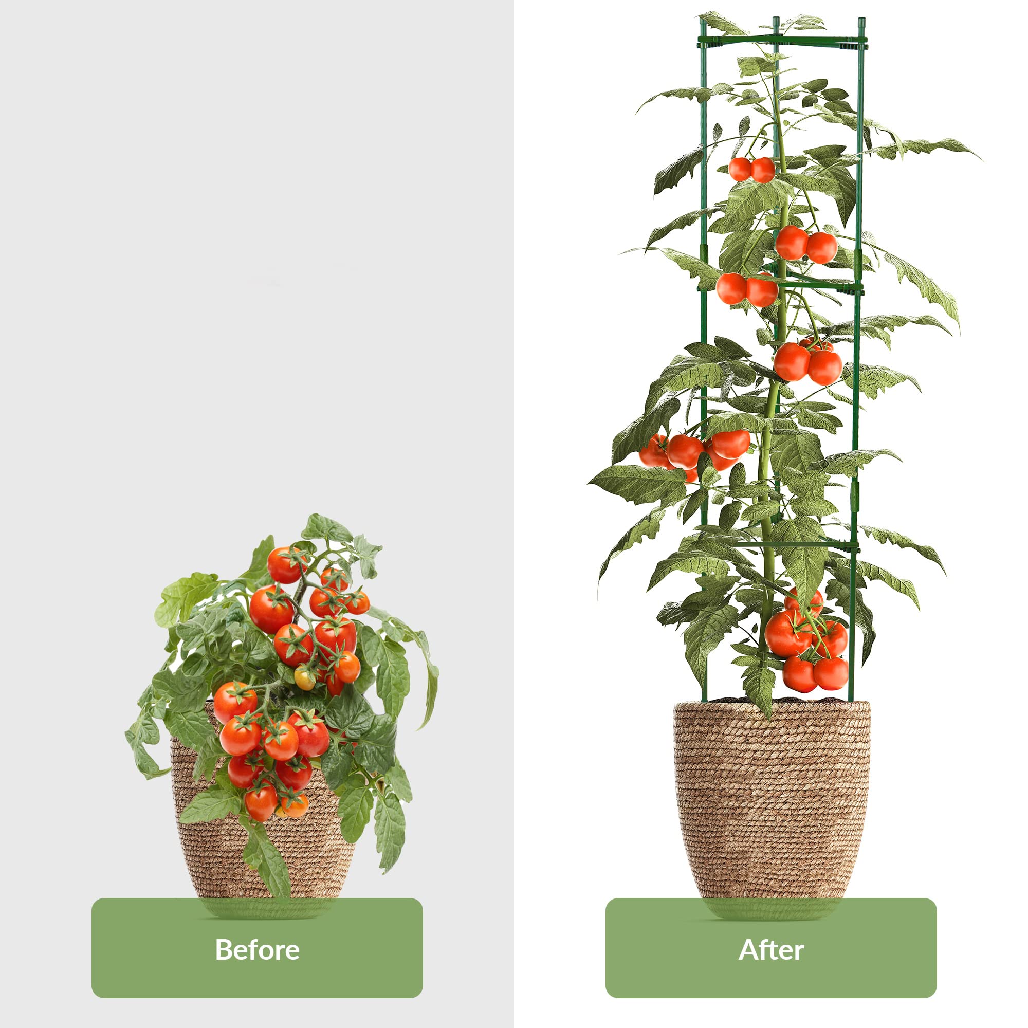 Pack De 2 Jaulas para Tomates | Ayuda A Sus Plantas A Crecer | Jaulas Y Soportes para Plantas | Tamaño Ajustable | Soporte para Tomates | Enrejado para Tomates | para Verduras Y Plantas Trepadoras