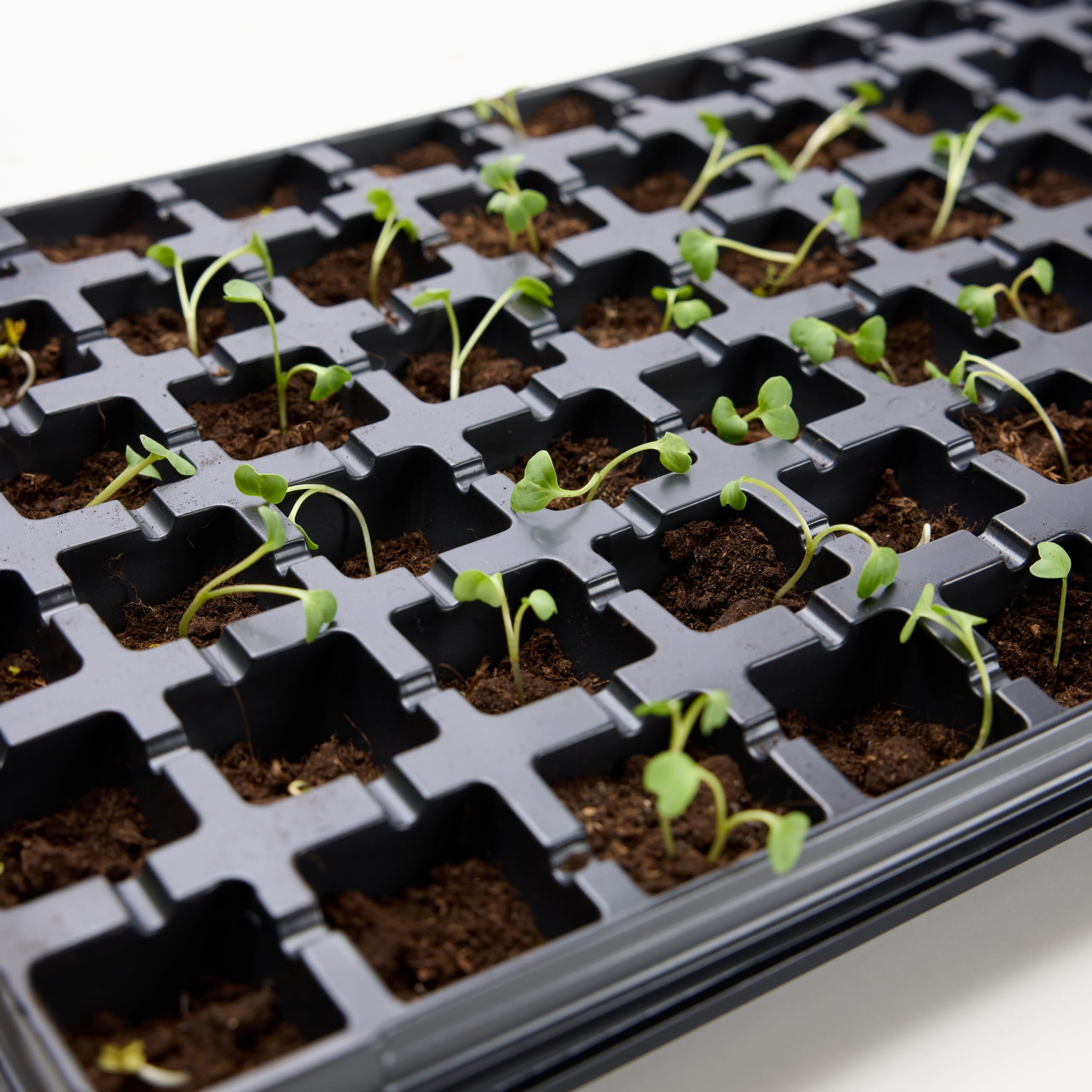 Garronda Bac à Semis, Plateau de Semis 66 Cellules, Mini Serre Interieur pour Germination et Culture, Plaque de semis idéal pour Potager, Bac de Germination avec Drainage Lot de 4 (53x32 cm, Noir)