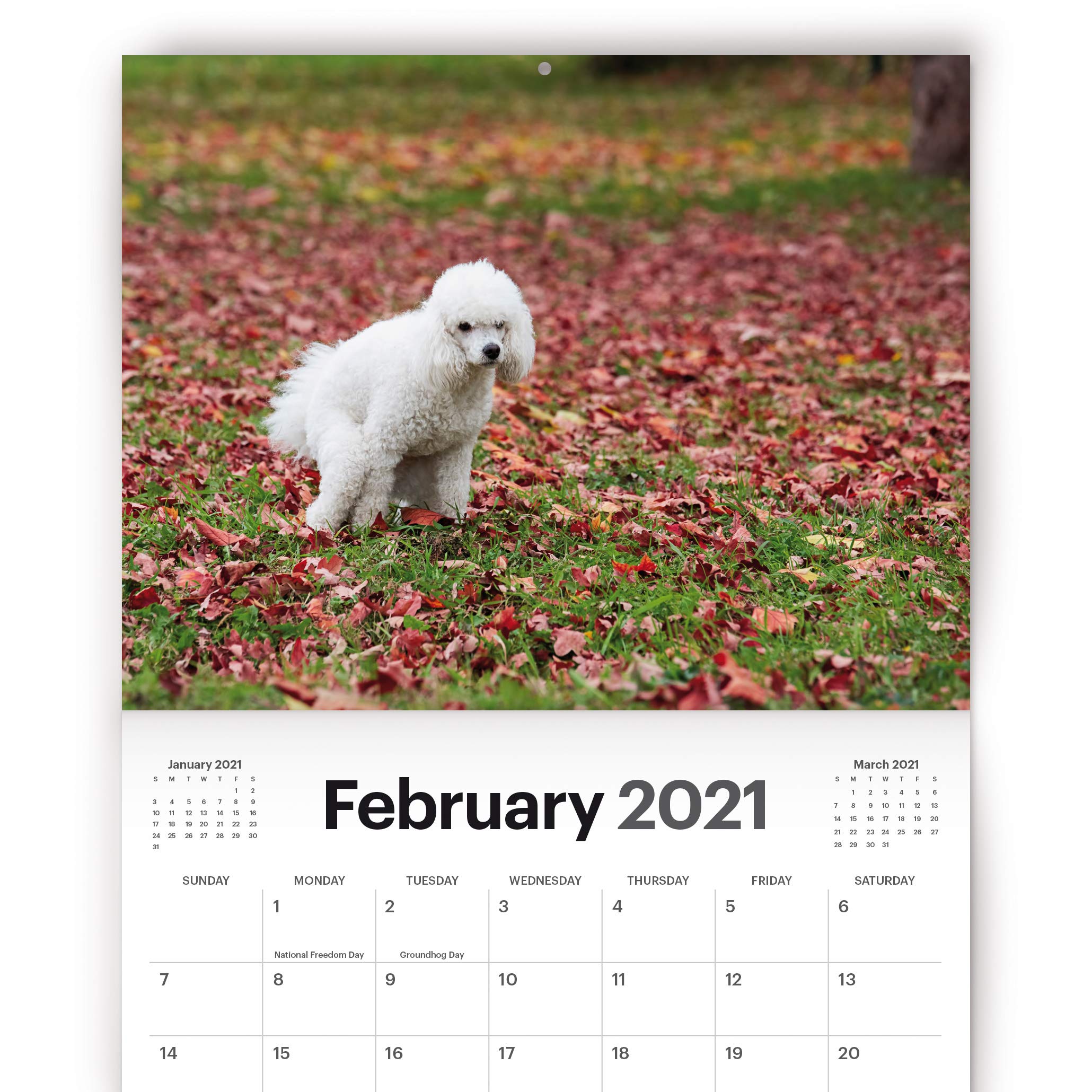 Pooping Dogs Calendar 2021 Wall Calendar Large 11" x 17" When Open