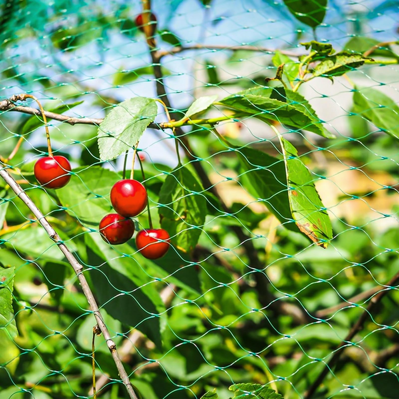Rete di protezione per uccelli, 8 m x 10 m, per giardino e aiuole rialzate, protezione efficace da piccioni e altri uccelli, a maglia stretta e stabile per alberi da frutto, fragole e ciliegio