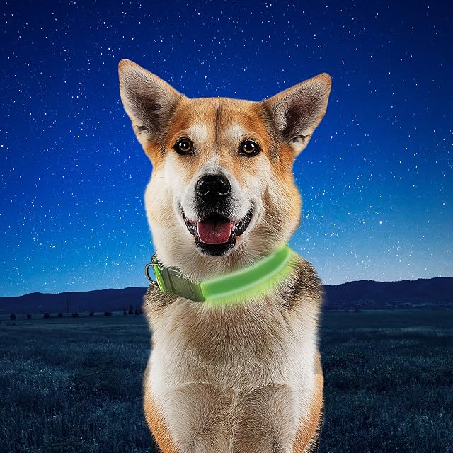 Foto 5 de 7 de Nite IZE NiteDog - Collar LED Recargable - Collar de Perro Iluminado con Hebilla de Metal Duradera