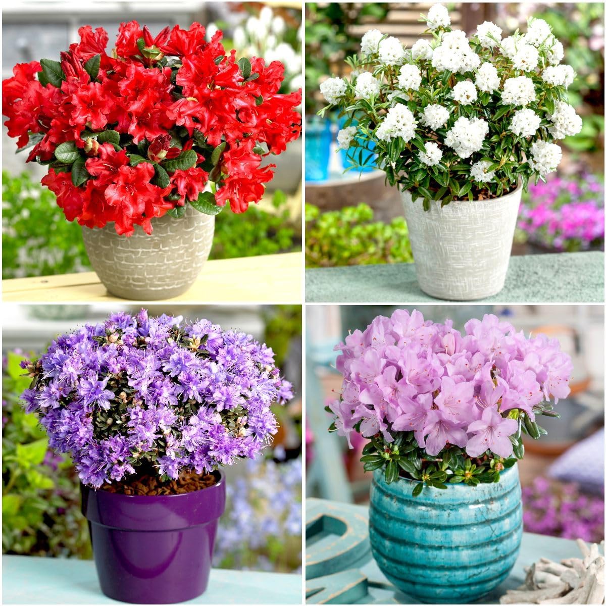 GrowOn Shrubs [x4] Dwarf Rhododendron Collection | Variety-Pack | Evergreen Shrubs | Outdoor Garden Ready Plants | Spring Flowering | Red, Pink, Purple, White, Yellow Flowers