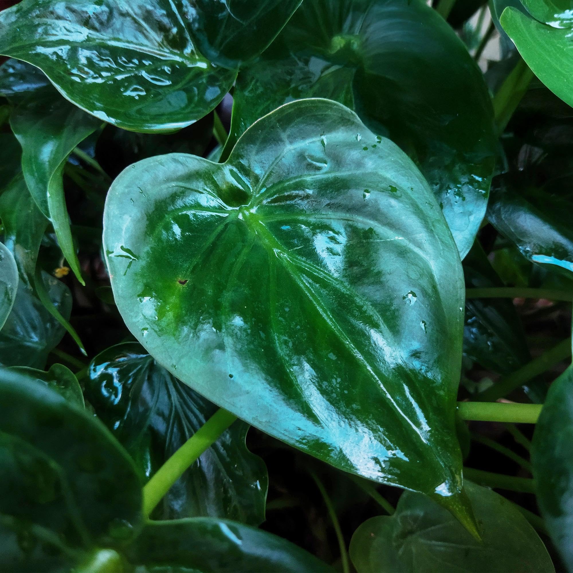 Alocasia Cucullata Buddhas Hand – 21cm – Höhe 65-70cm – Pflegeleichte grüne Zimmerpflanze mit herzförmigen Blättern für exotische Innenräume