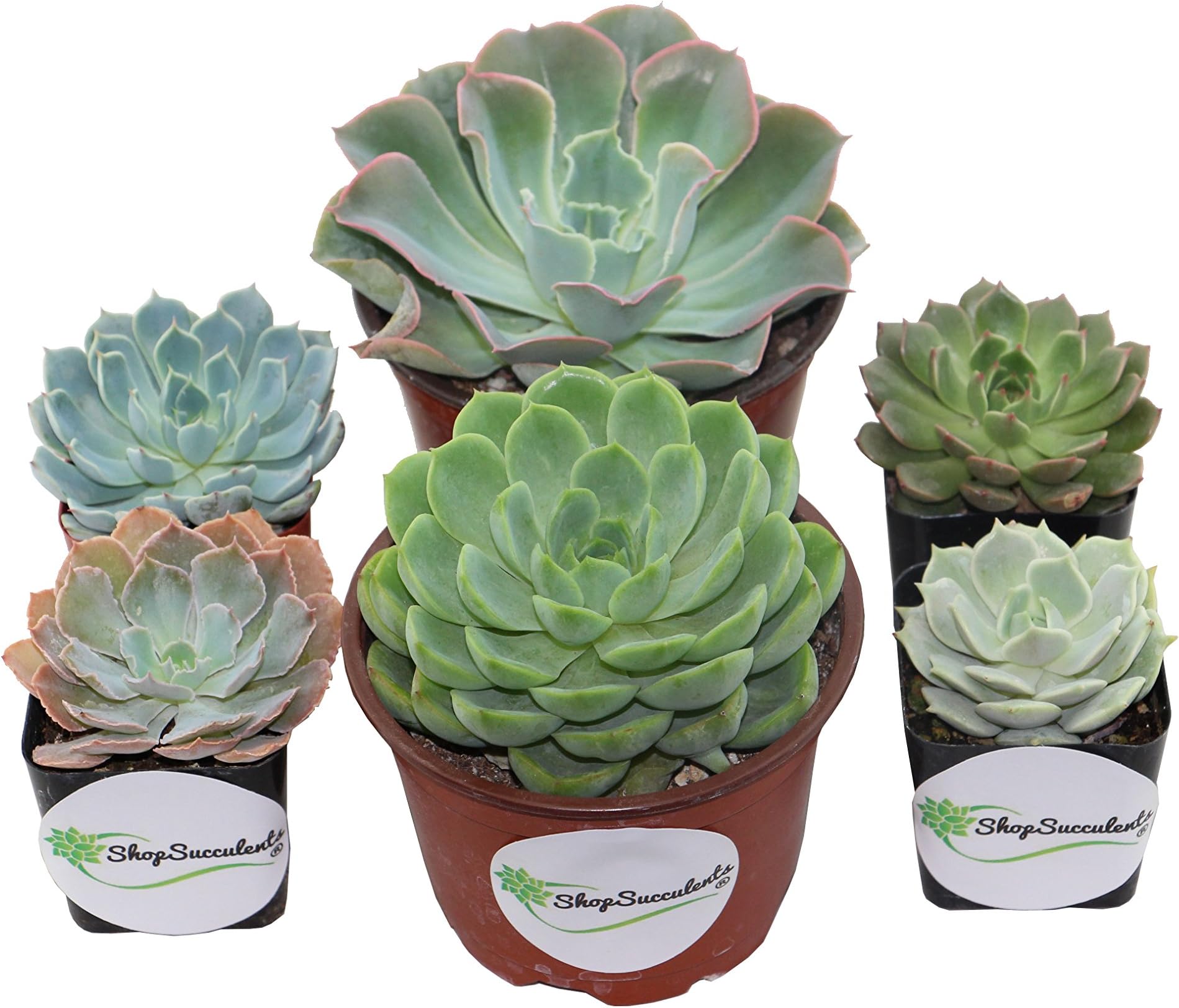 Shop Succulents | Radiant Rosette Wedding Combo Pack, Hand Selected Live Succulent Plants in 2" and 4" Pots(16, 12x2" Plants 4x4" Plants)