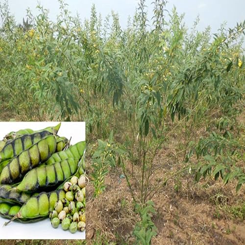Miniatura 4 de Más de 20 semillas de leguminosas raras de guisantes de paloma (Cajanus Cajanan), semillas de vegetales frescos tradicionales y sin OMG para plantar