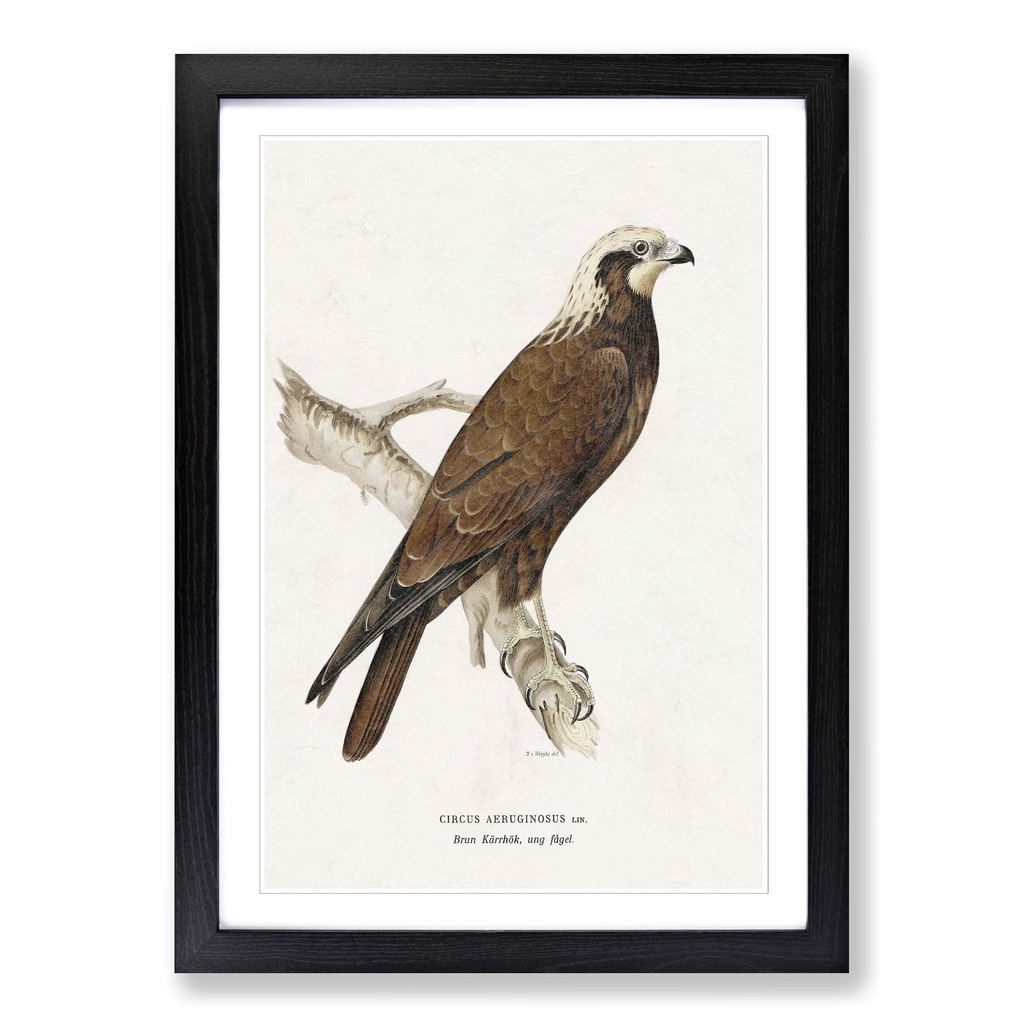 Big Box Art Marsh Harrier by Von Wright Framed Wall Art Picture Print Ready to Hang, Black A2 (62 x 45 cm)