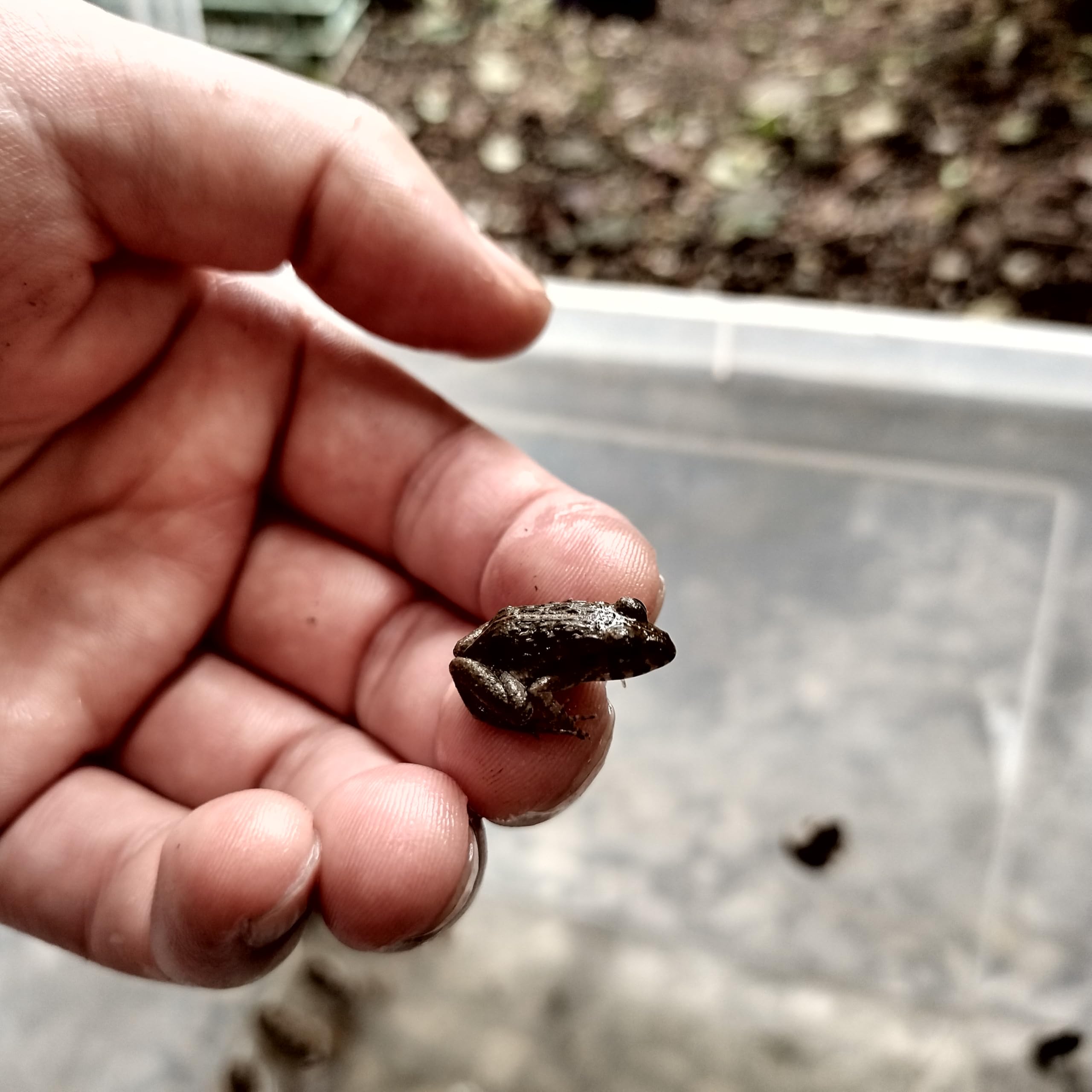 Amazon | 冷凍ヌマガエル 極小〜Mサイズ ヘビ トカゲ カメ 餌用 国産