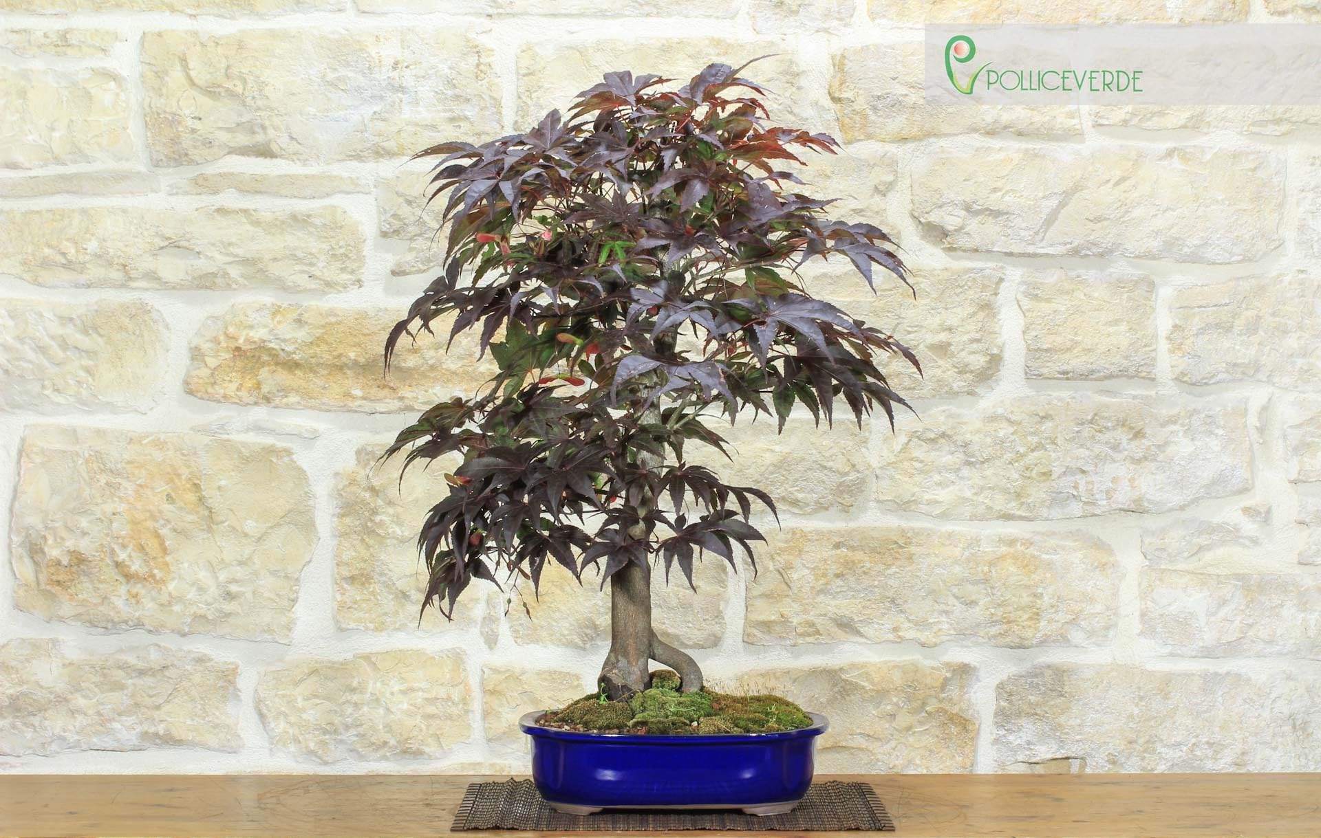 Bonsai di Acero Palmato Atropurpureum (7)