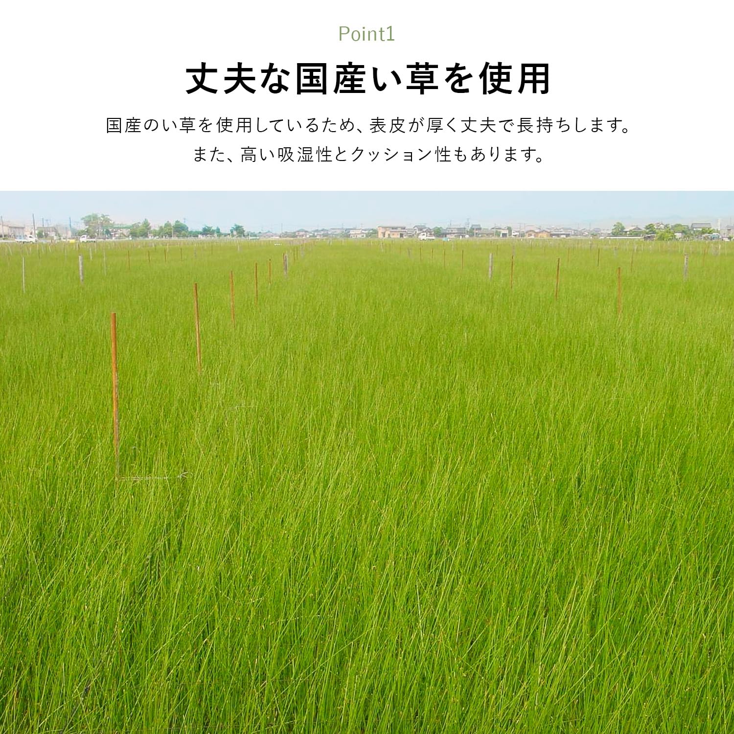 Amazon｜イケヒコ い草 自然素材 ラグ カーペット 花ござ 裏張りなし