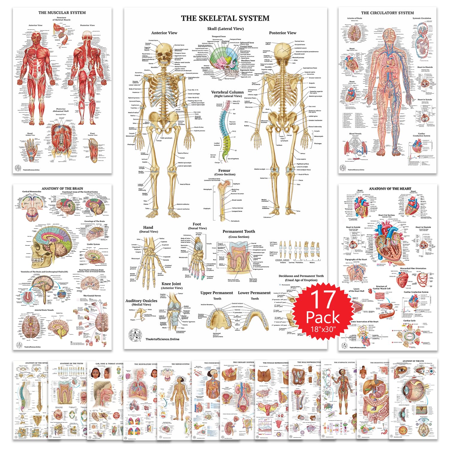 【人体百科】人体解剖図・医学ポスター 7枚 Anatomical Chart Amazon.co.jp: 17枚の人体解剖学ポスター壁用 18x30インチ - 医療