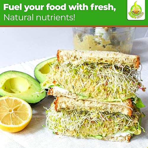 Miniatura 5 de Todd's Seeds - Semillas de germinación de alfalfa - Semillas de alfalfa a granel fáciles de cultivar - Semillas de crecimiento rápido con