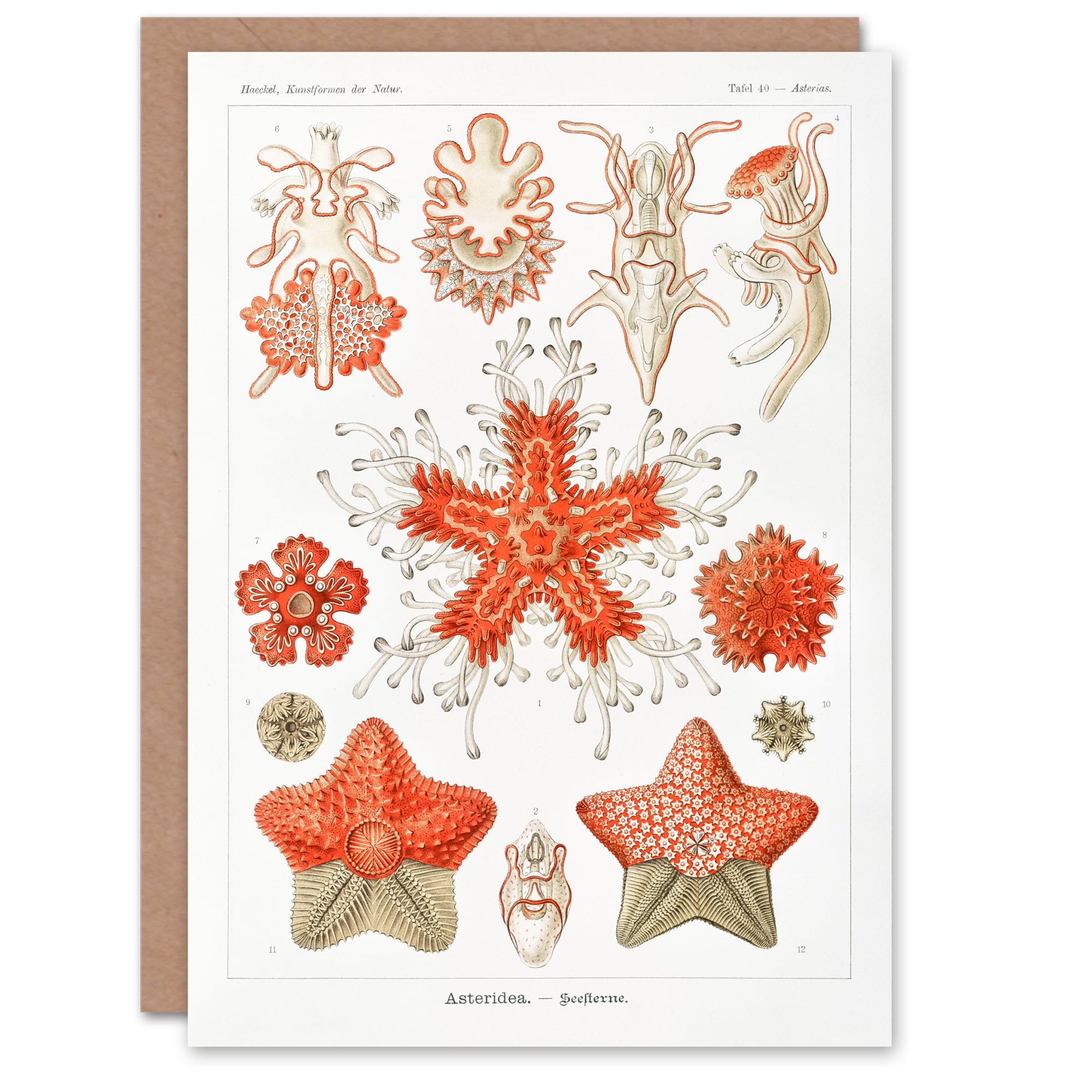 Artery8 Ernst Haeckel Art Card Asteridea Starfish Species