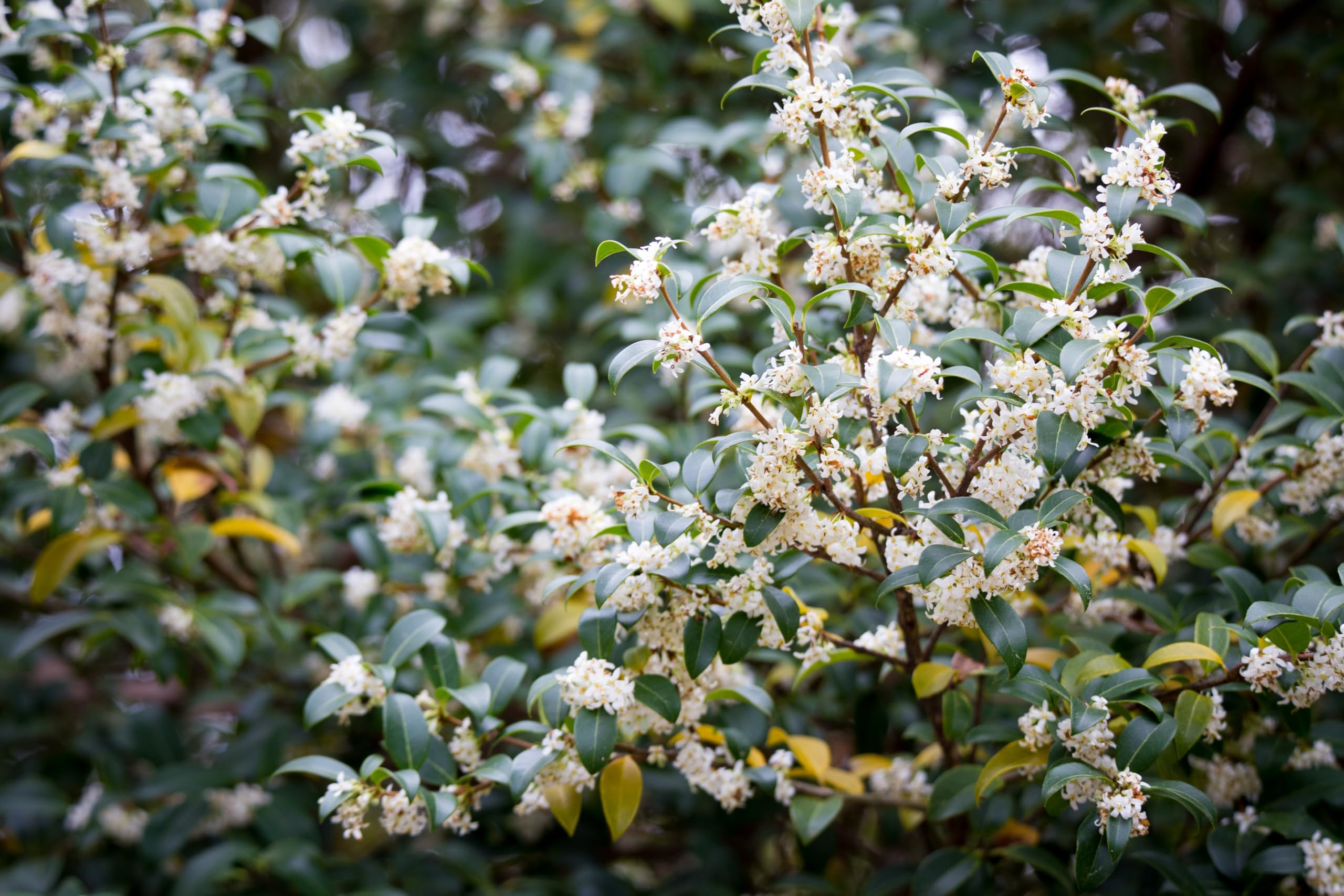 Stauden Gänge 10 x Osmanthus burkwoodii Frühlingsduftblüte winterhart