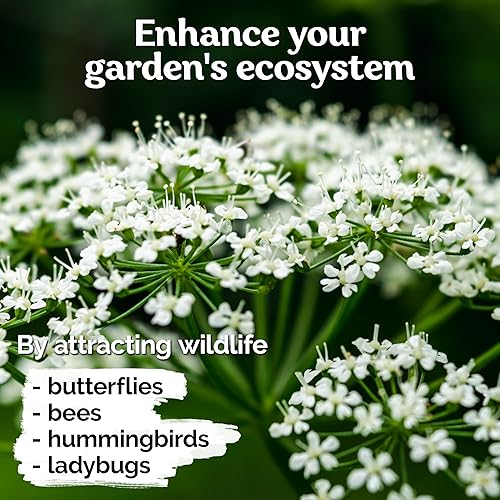 Miniatura 7 de KVITER 1000 semillas de encaje de White Queen Anne's (Daucus Carota)  Semillas de zanahoria silvestre de reliquia no transgénica, semillas de flores