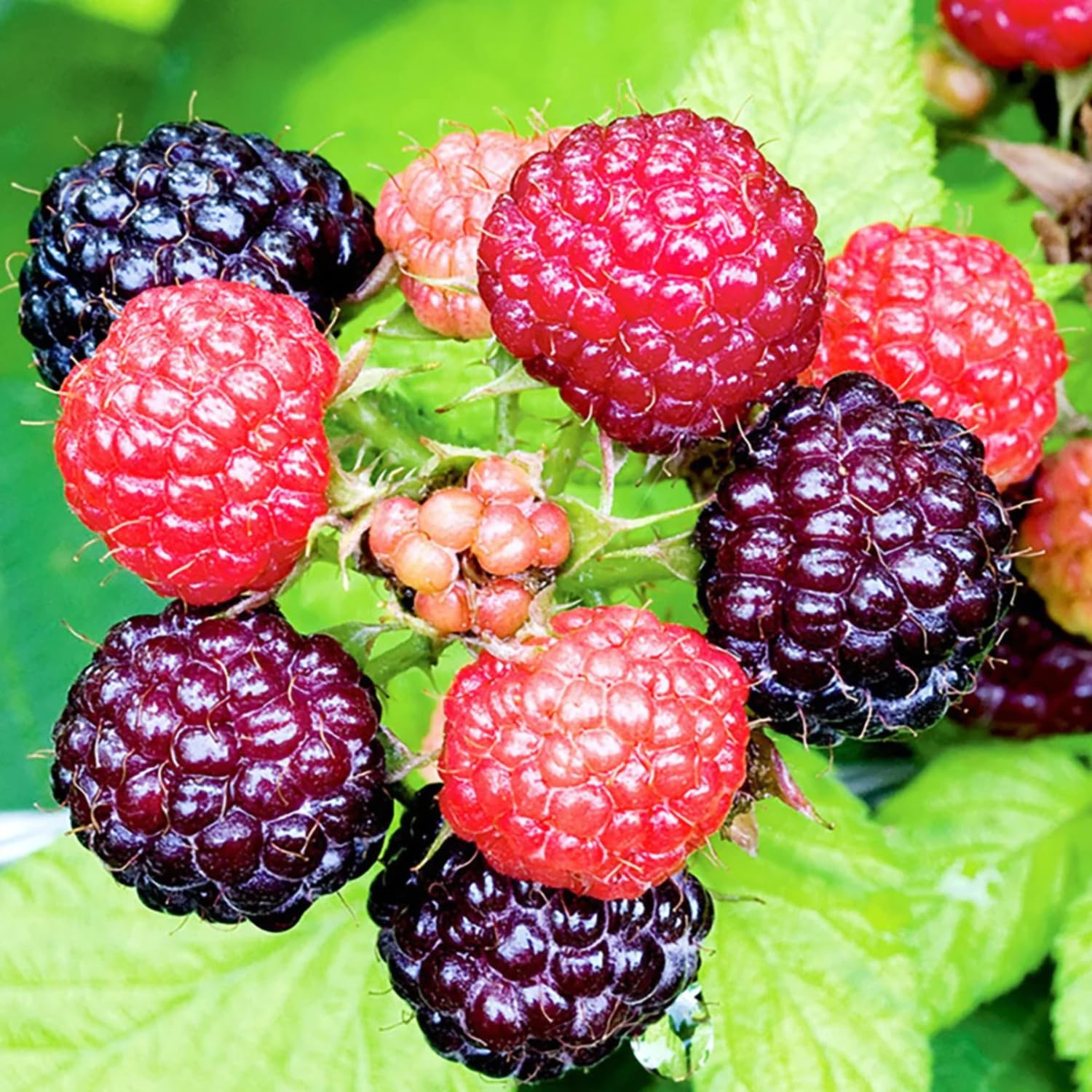 Amazon.com: Raspberry Plant Live 6 至12 英吋(約10.6 至12