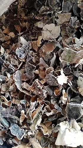 Changbai Mountain Wild Trametes versicolor/CORIOLUS/Trametes 35.3 Oz.