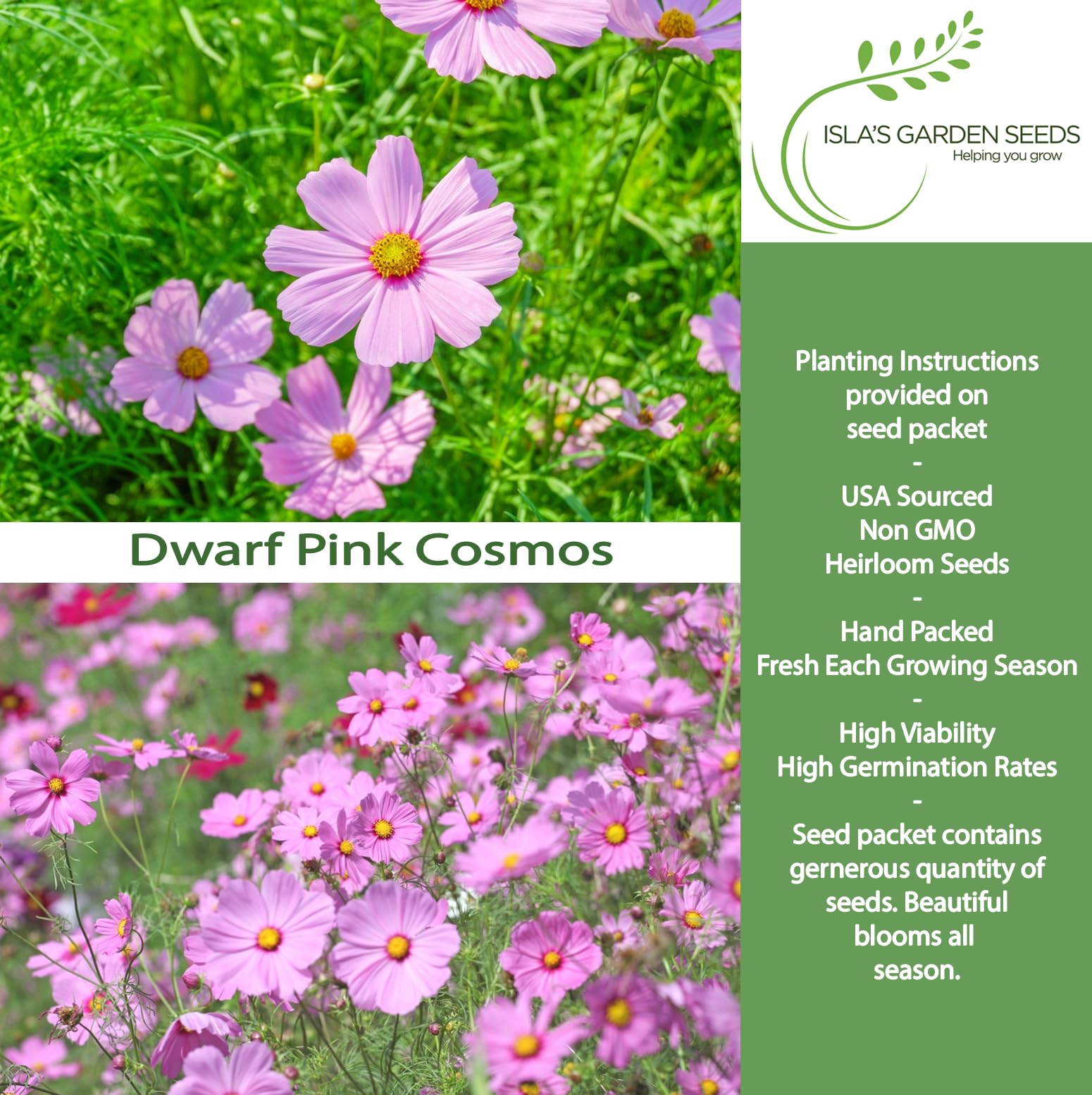Amazon.com : Dwarf Pink Cosmos Flower Seeds for Planting, 500+