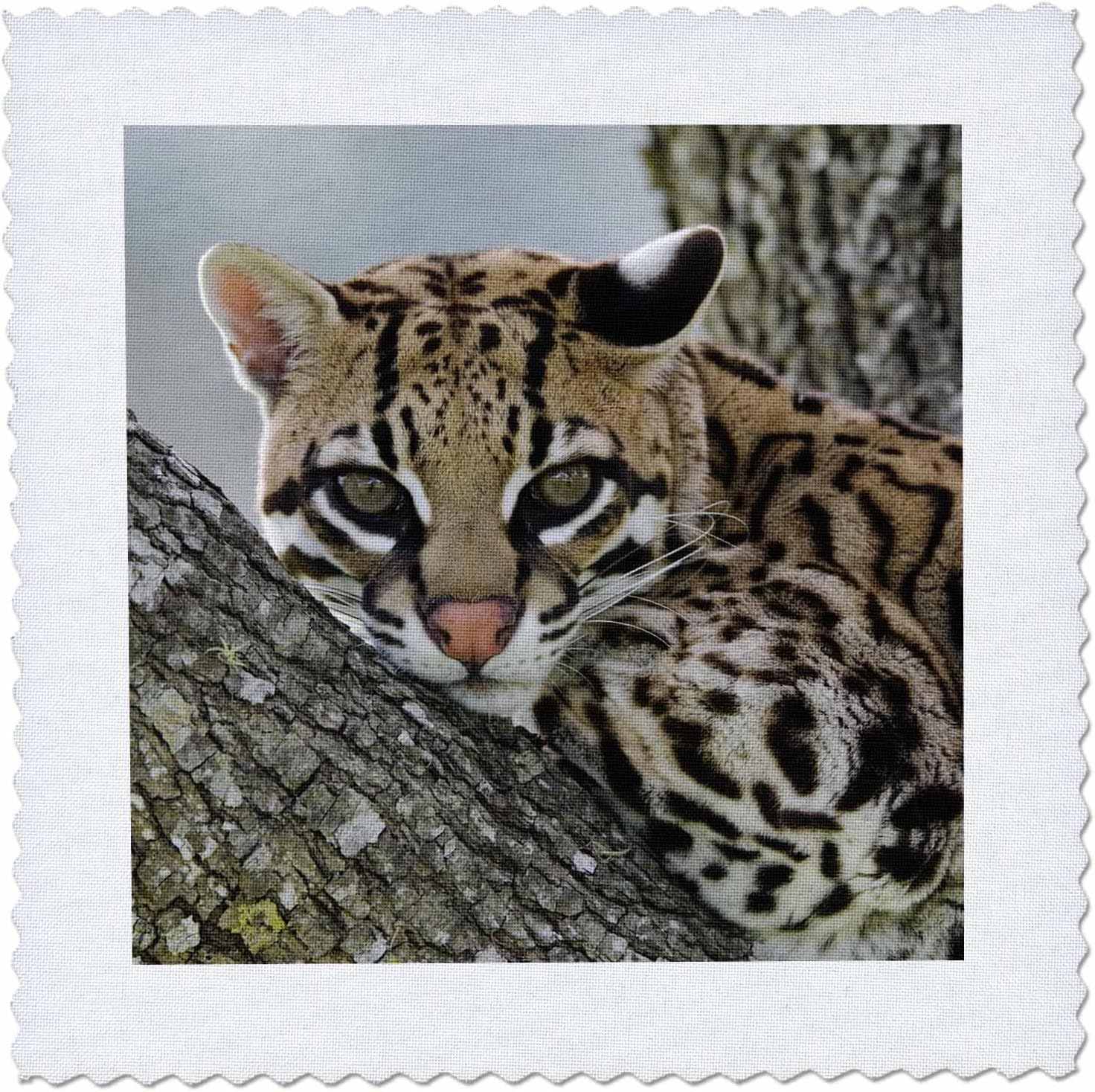 3dRose Ocelot, Mesquite Tree, Welder Wildlife Refuge, TX - NA02 RNU0218 - Rolf Nussbaumer 25x25 inch Quilt Square