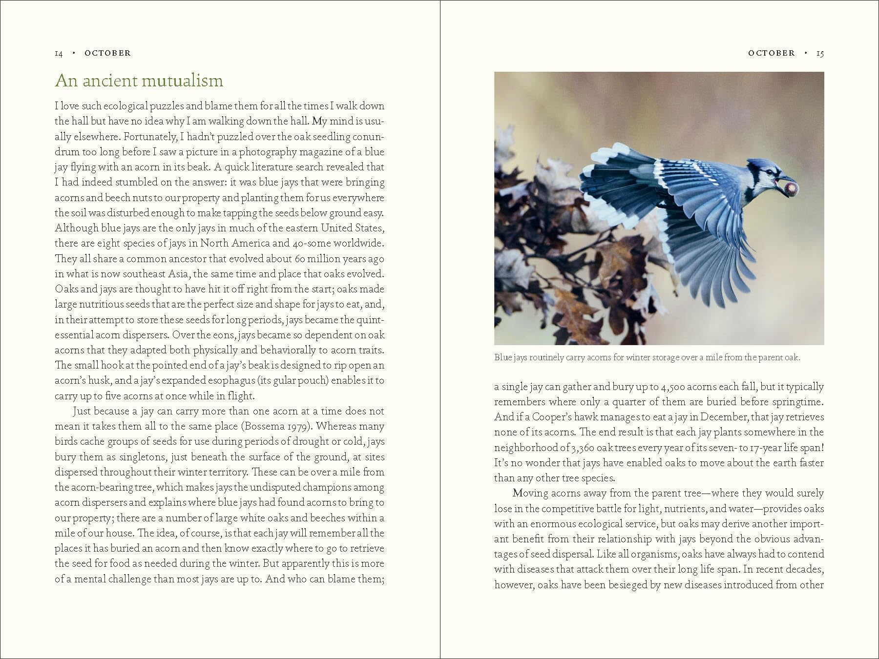 The Nature of Oaks: The Rich Ecology of Our Most Essential Native Trees