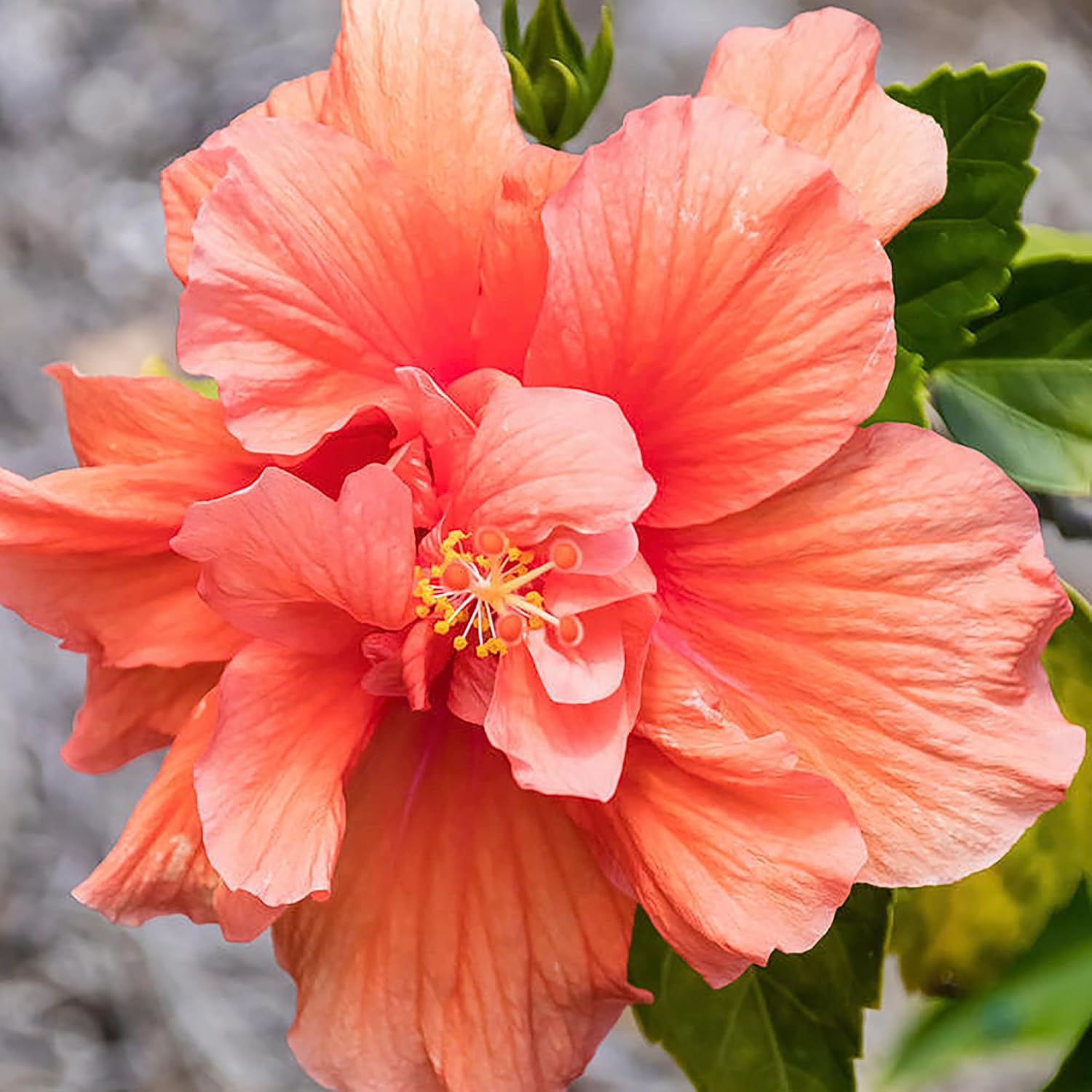 QAUZUY GARDEN 10 Rare Double Pink Orange Hibiscus/Hardy