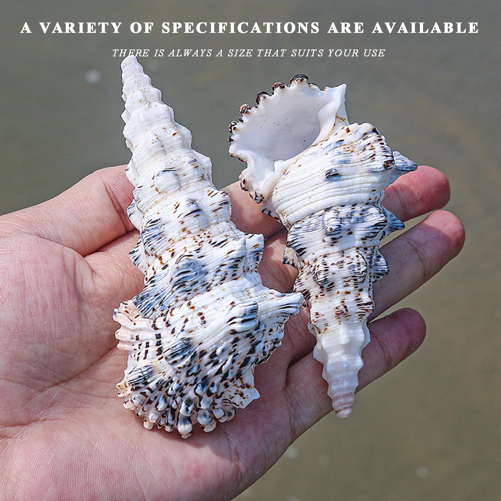 Grandi conchiglie naturali, 10/11 cm, grandi conchiglie naturali, di paguro for riempire vasi, piante aeree, decorazioni for matrimoni, feste a tema spiaggia