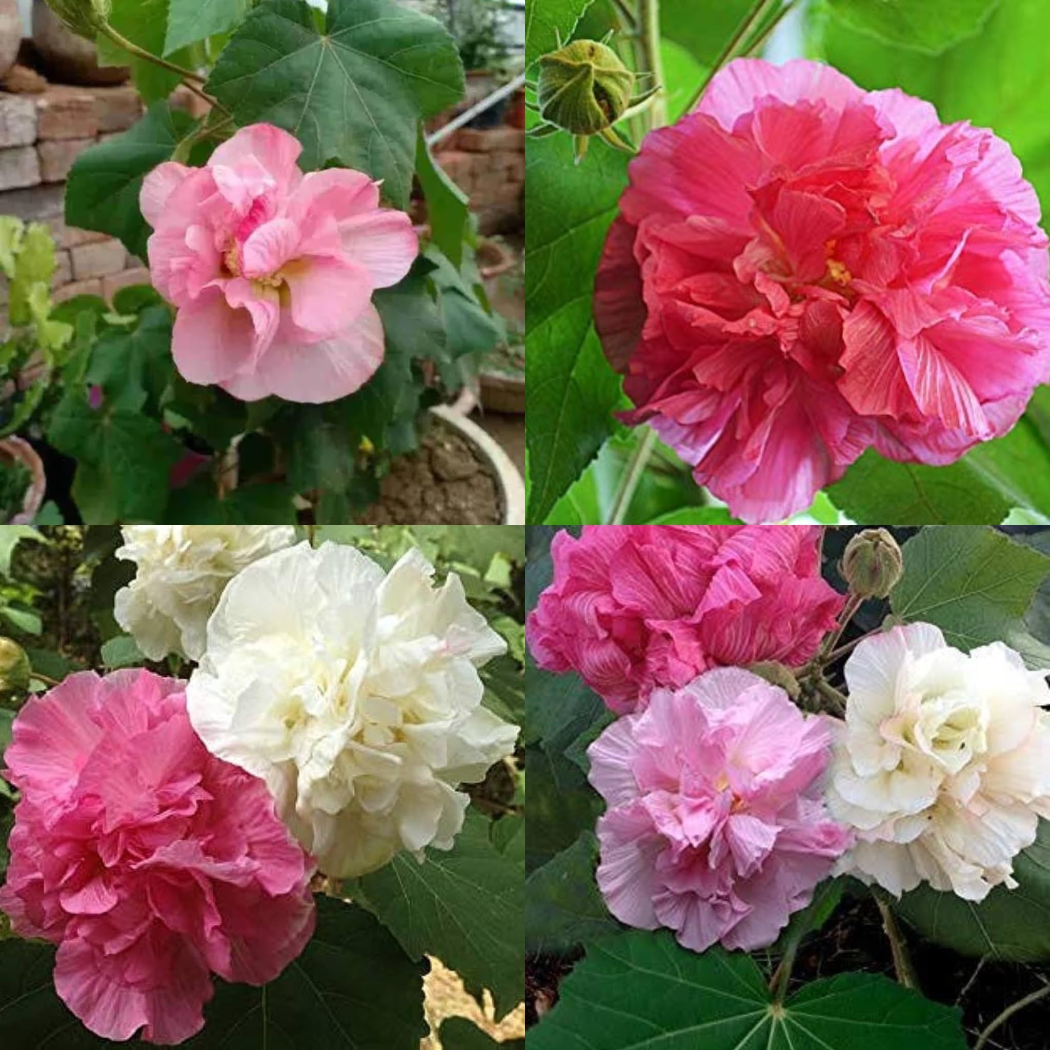 SISA GARDEN "Lotus Plant Double Petal Sthal Poddo Pink " Hybrid - 1 Healthy Live Flowering Plant 1-1.5 Ft Height in Nursery Grow Bag for Home Gardening (B0CGWZY21H) Amazon Price History, Amazon Price Tracker