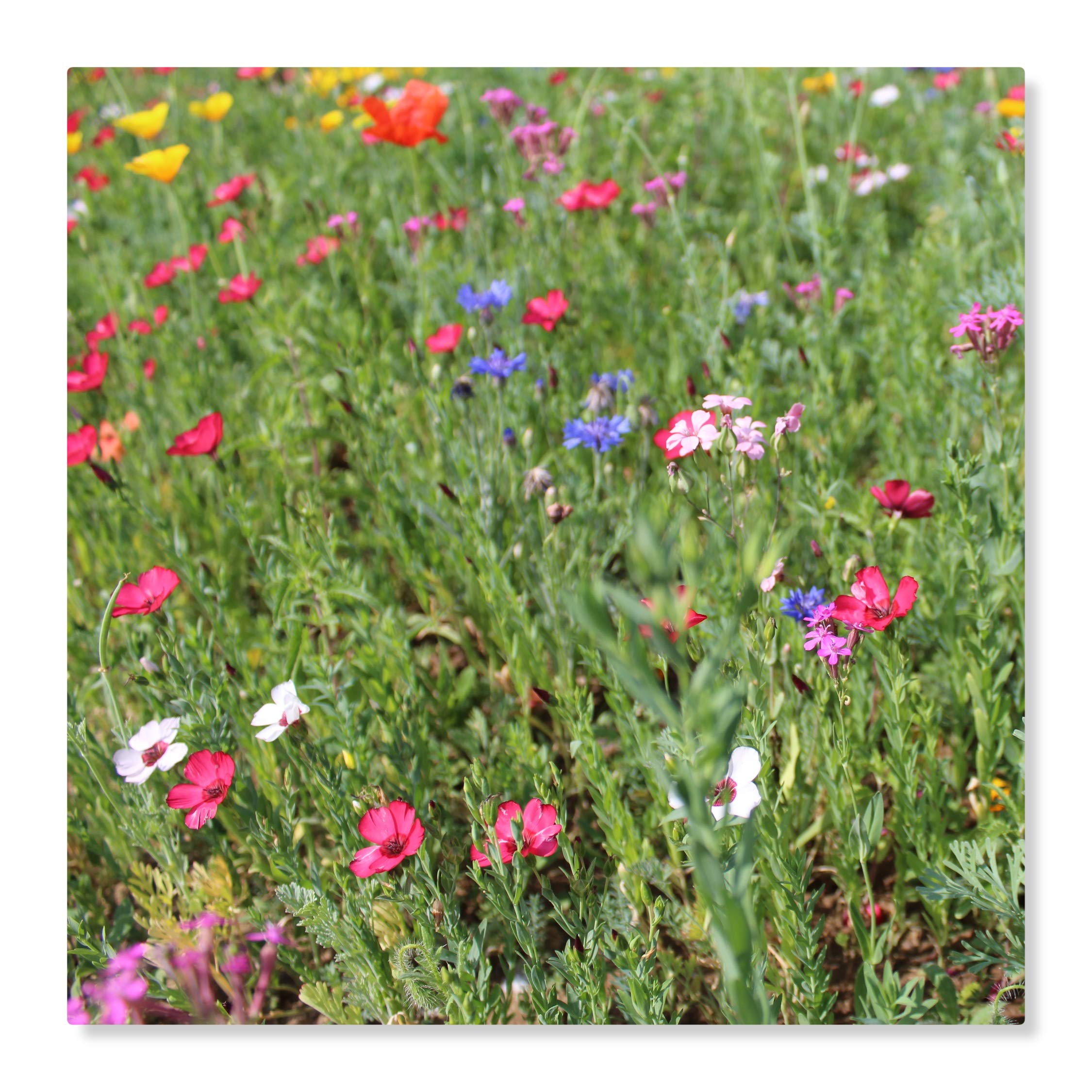 Staudenzauber Mehrjährige Blumenmischung - Blumenwiese für ca. 100 m², ca. 200 Gramm