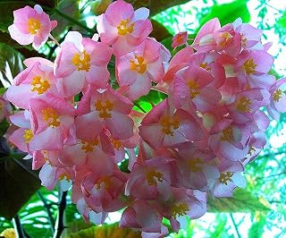 Begonia Coccinea Angel Wing Begonia Tropical Stunning Flowers 10 Seeds