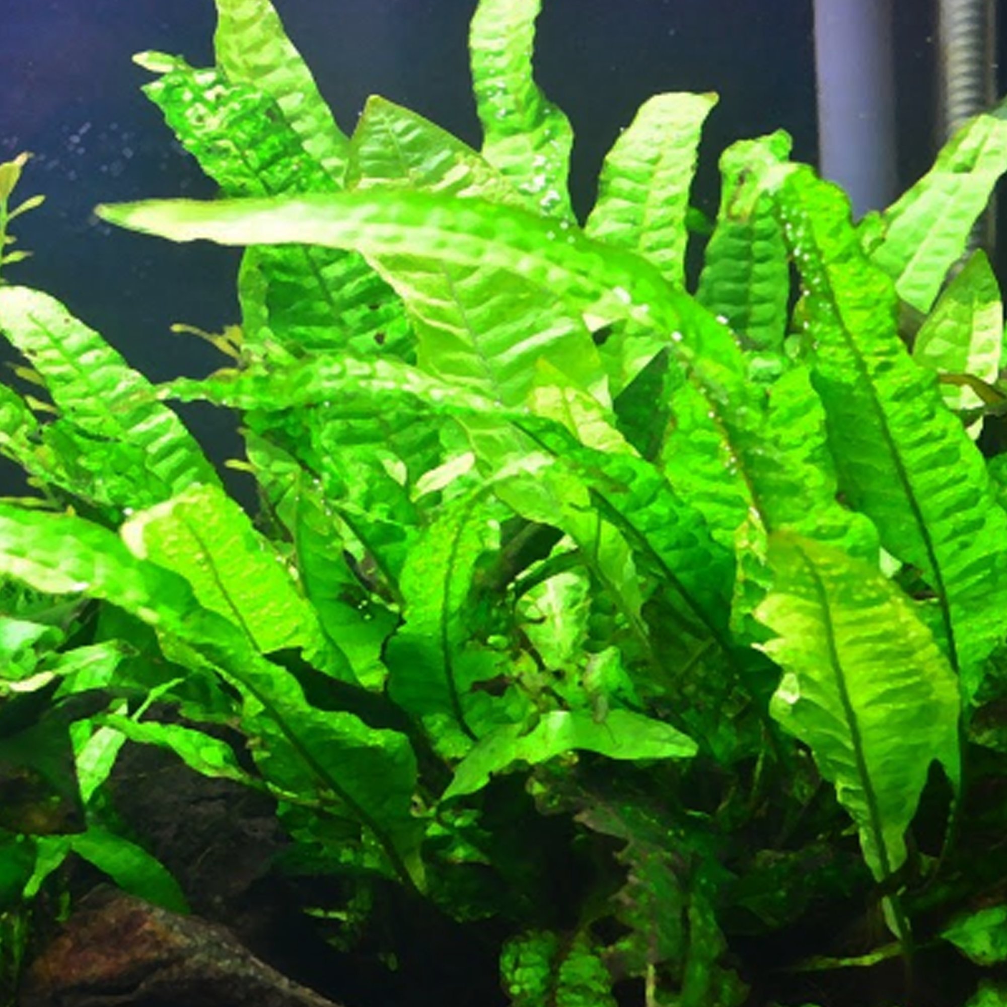 tanaman aquascape amazon