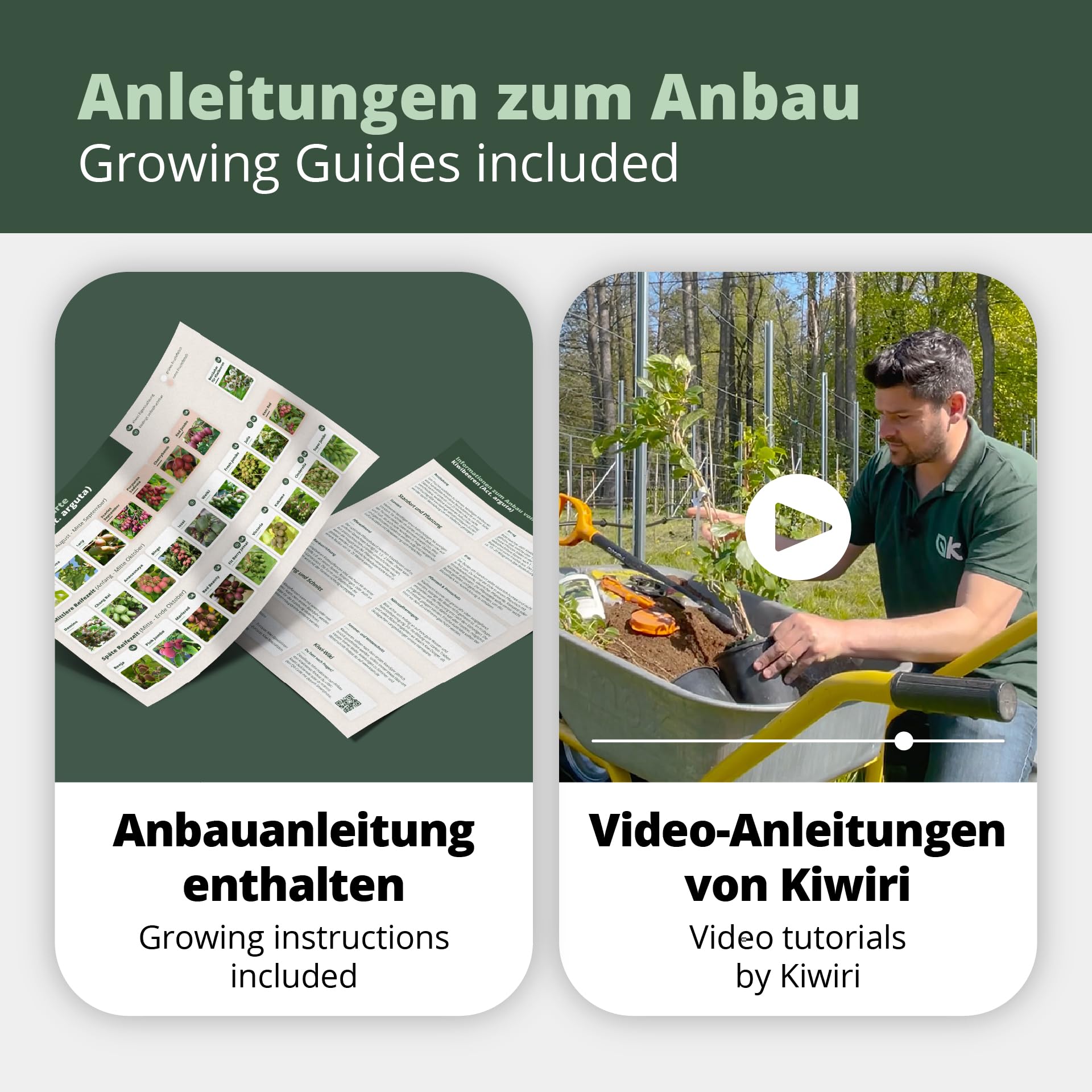 's Kiwi Trio – 3 plantas de kiwi (Actinidia arguta) – Mini kiwi – Garantía varietal directamente del cultivador