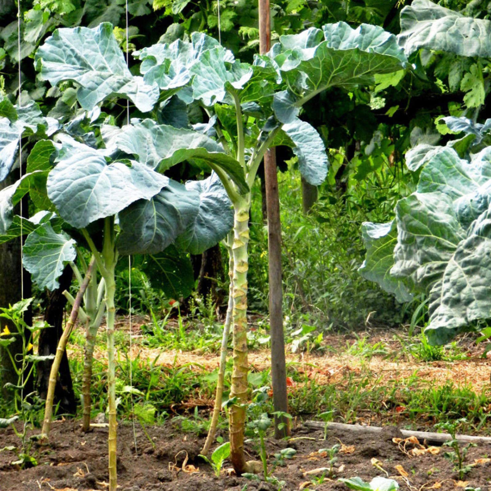 LHTLTree Seeds 100Pcs/Bag Kale Seeds Fruit Edible Prolific Strong Vitality Nutritious Plant Kale Seeds for Garden Plant Seeds for Home - Kale Seeds