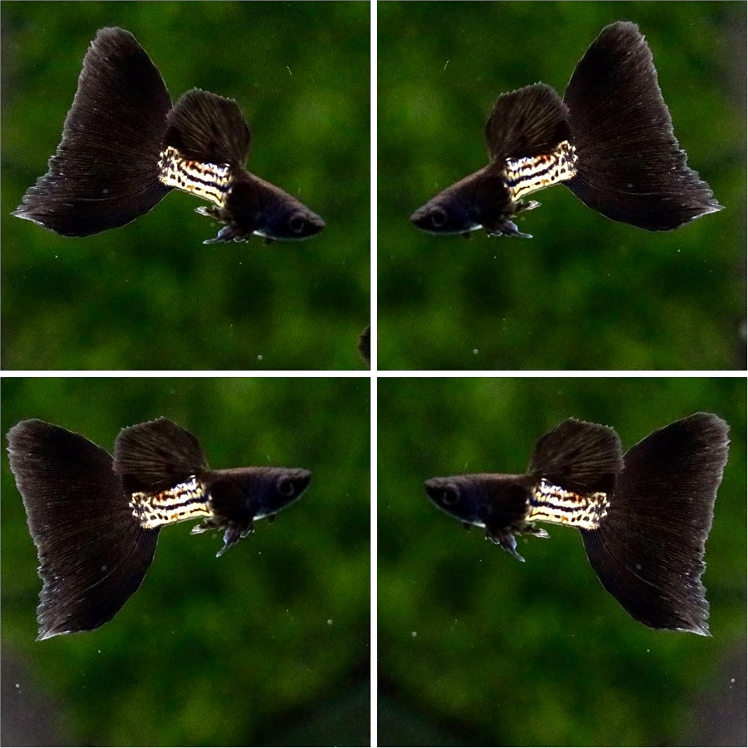 D&A Tropical Live Fish - Metal Black Guppy Live Fish, Female and Male Guppies for Aquariums, Freshwater (1 Trio (1male,2Female))