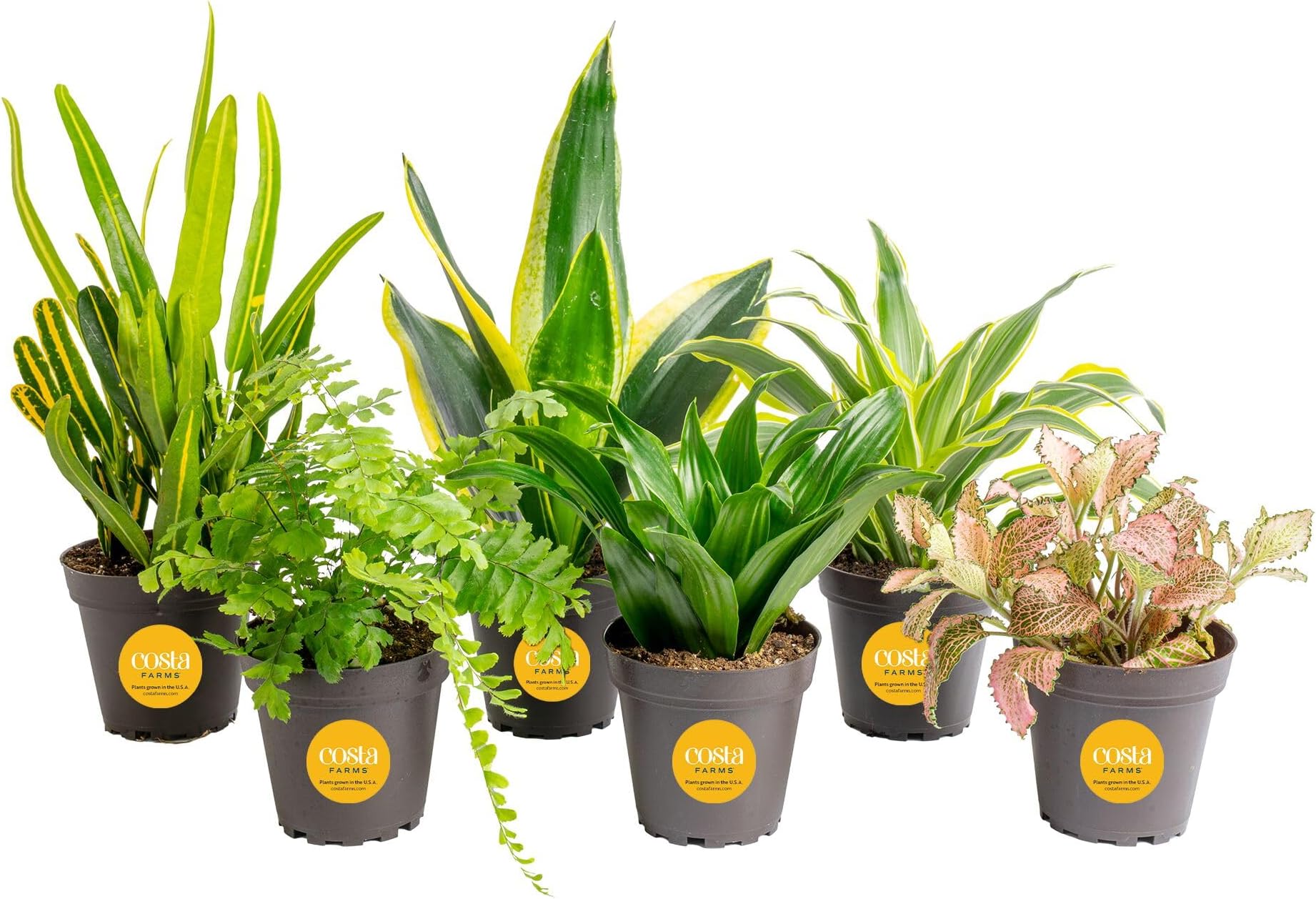 Costa Farms Live Indoor House Plants, Live Indoor Plant, Easy Care | Hand-selected assorted mix, varieties may vary. Great indoor houseplant. Ideal housewarming or birthday gift. 6-pack.