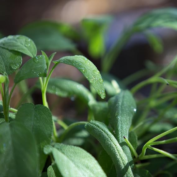 PREMIER SEEDS DIRECT - MICROGREEN Seeds - SAGE (SALVIA OFFICINALIS) (25 Grams)