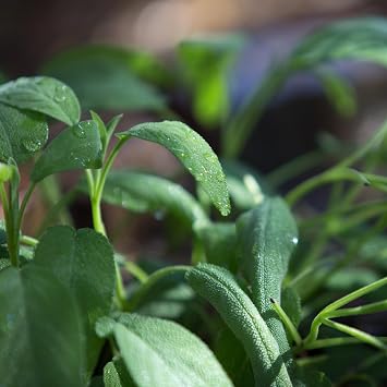 PREMIER SEEDS DIRECT - MICROGREEN Seeds - SAGE (SALVIA OFFICINALIS) (25 Grams)