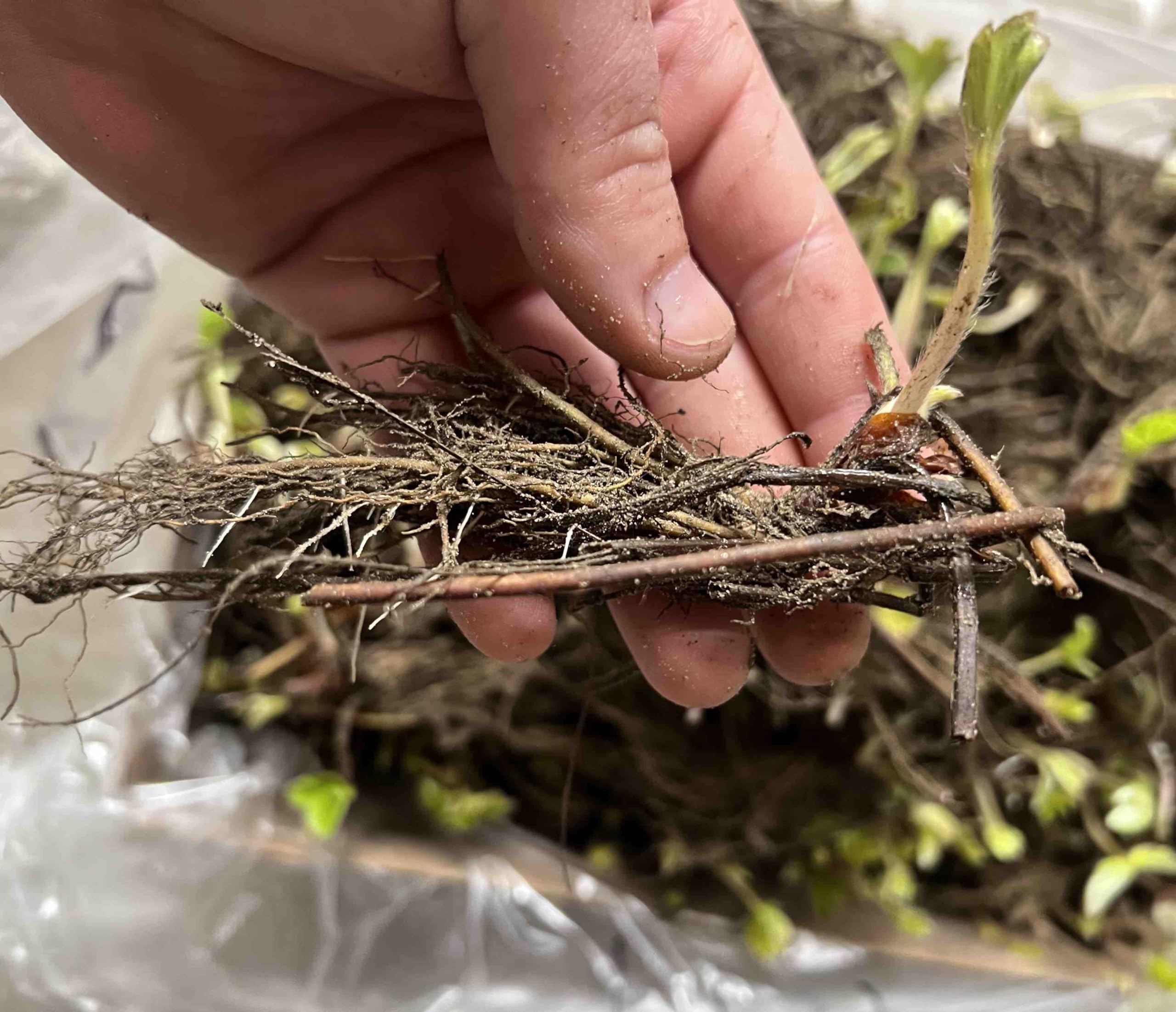 Amazon.com : Votaniki Allstar Strawberry Roots for Planting