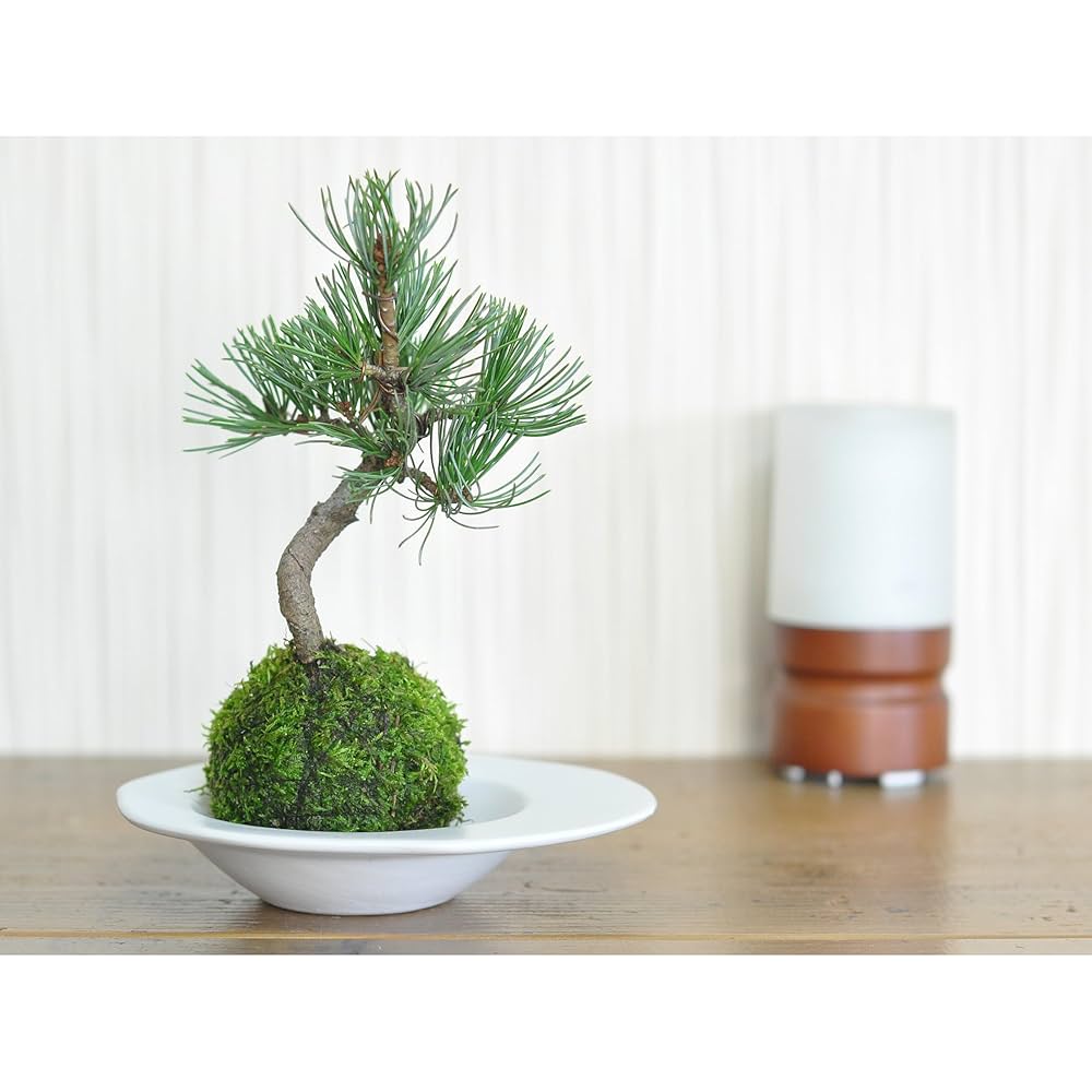 五葉松　苔付き Amazon.co.jp: 盆栽妙 苔玉 五葉松の苔玉盆栽 ミニ盆栽 観葉植物
