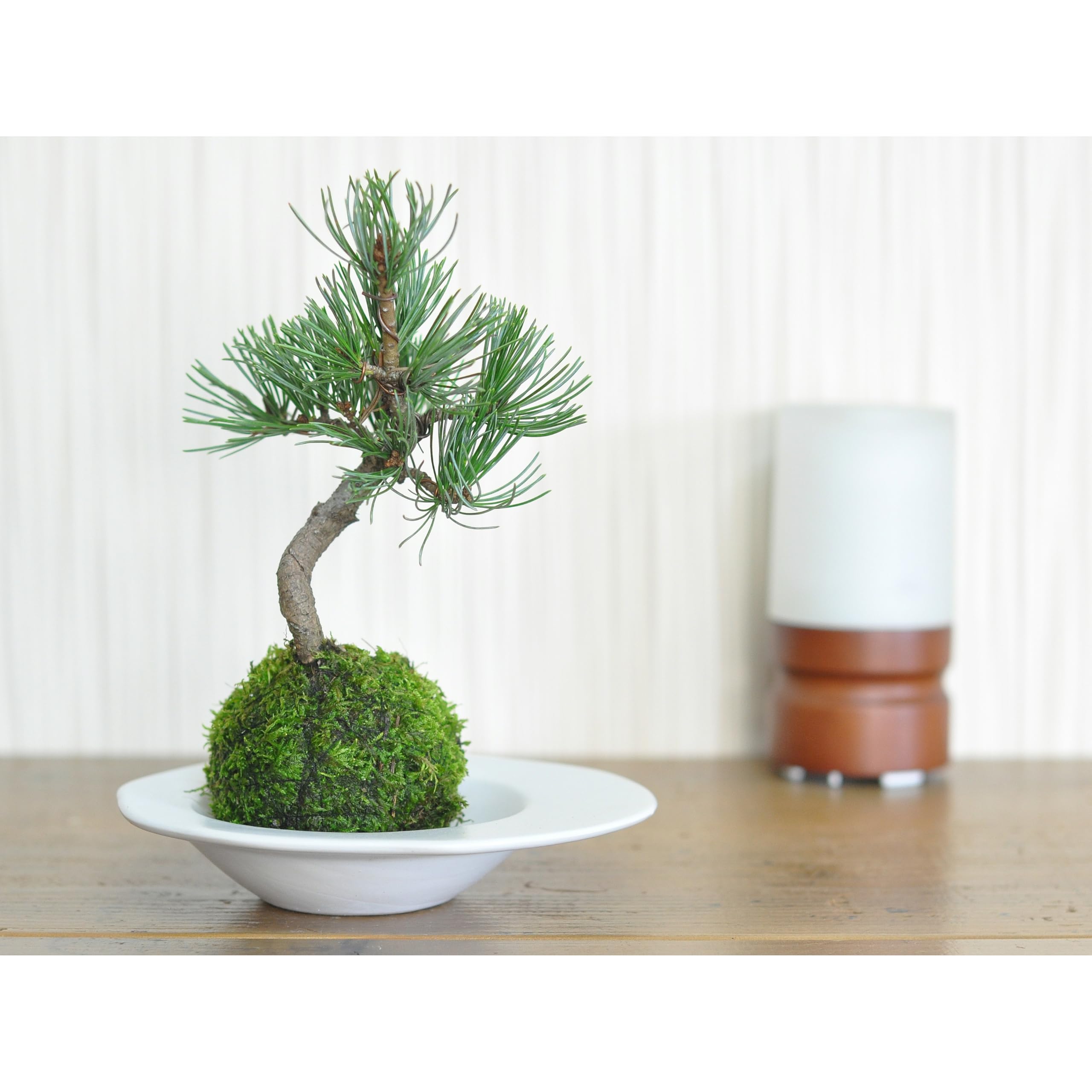 Amazon.co.jp: 盆栽妙 苔玉 五葉松の苔玉盆栽 ミニ盆栽 観葉植物 Amazon.co.jp: 盆栽妙 苔玉 五葉松の苔玉盆栽 ミニ盆栽 観葉植物