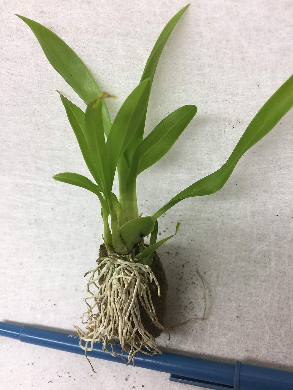 -Onc. Twinkle 'Yellow Bird' - Fragrant Blooms Easy to Grow and Bloom! Miniature windowsill-Size, Cool and Warm Tolerant. Yellow Flowered Variety. NOT in Bloom/Bud When Shipped