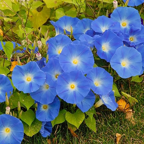 Miniatura 5 de Morning Glory Seeds - Scarlett Ohara - 1 onza - Semillas de flores rojas, semillas de reliquia atrae abejas, atrae mariposas, atrae colibríes, atrae