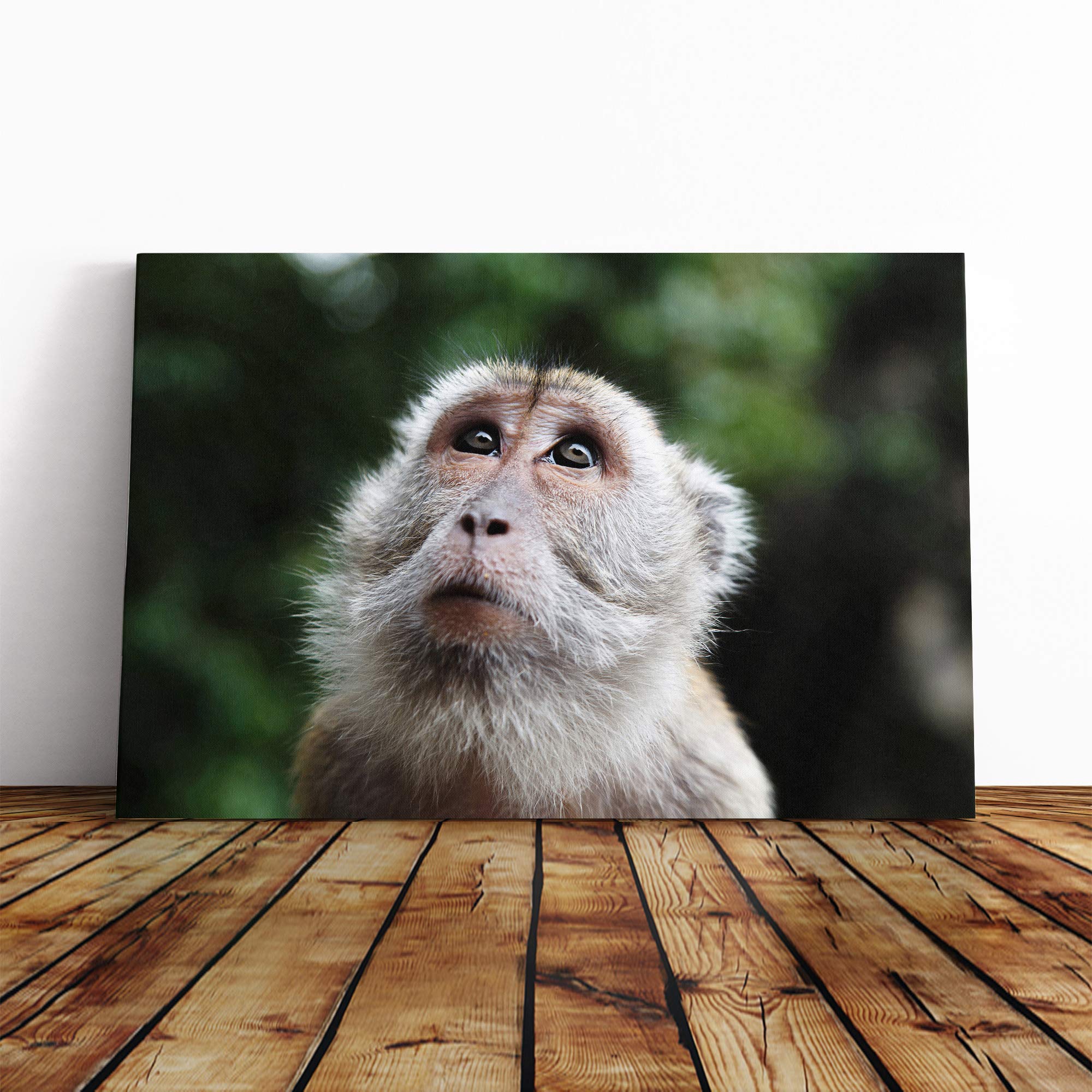 Monkey Canvas Print | Gallery Wrapped 30mm Frame Wall Art | 24x16 inches | Ready to Hang | Modern Animals Picture | Living Room Bedroom Lounge Office
