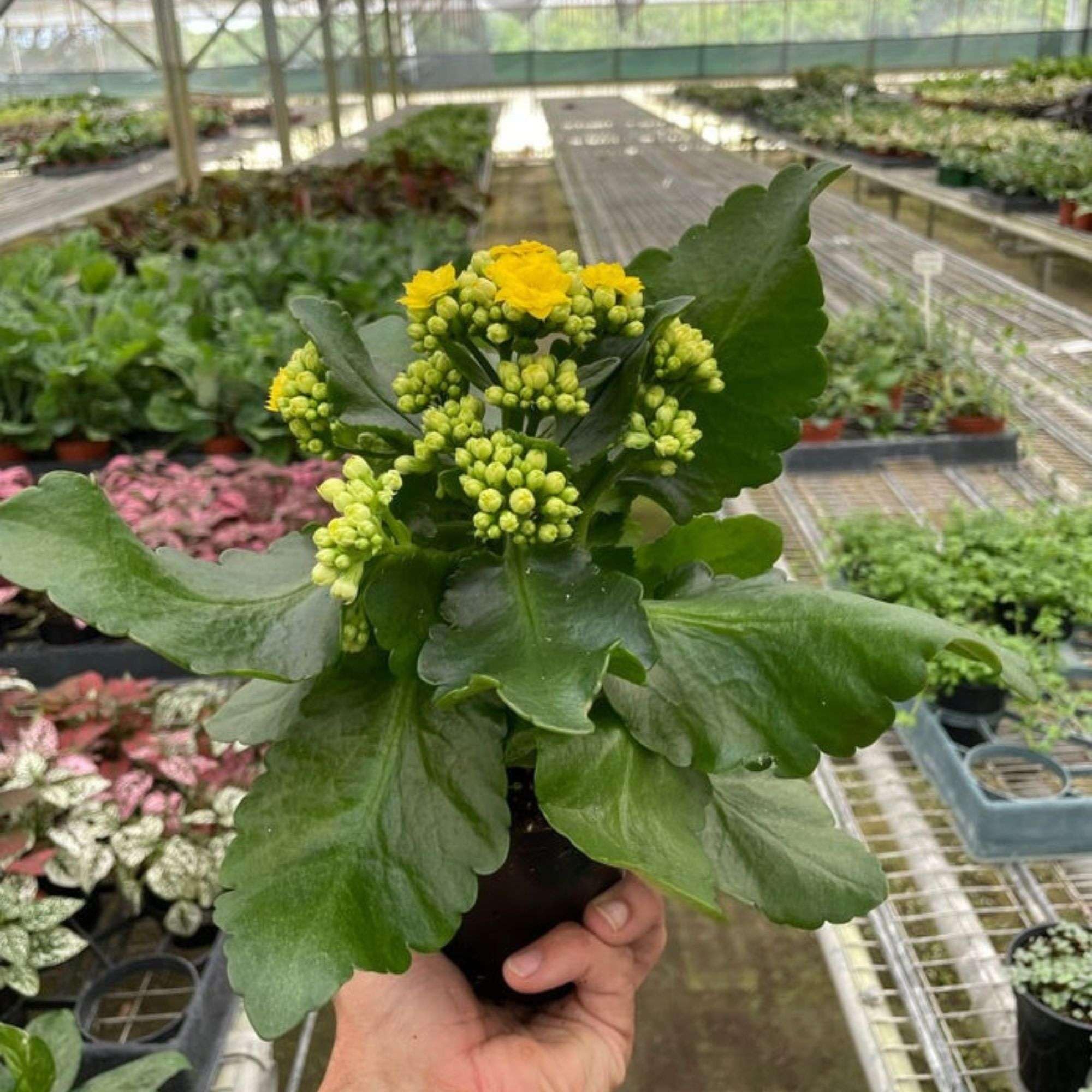 Thirsty Leaves Kalanchoe Yellow