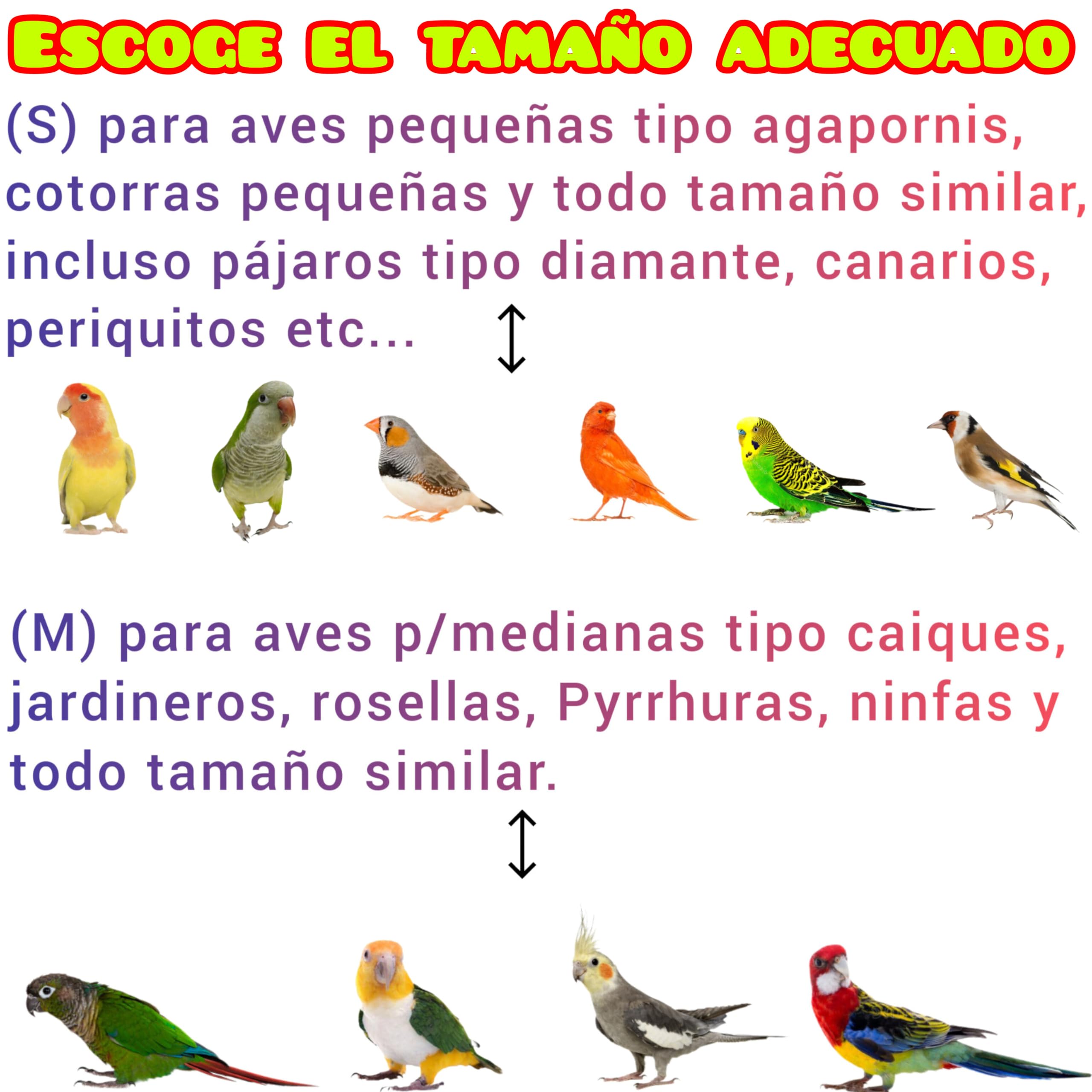 Percha de pino natural para jaulas de loros agaporni, ninfa, caique, cotorra, accesorio descanso de aves, plataforma zona comedero y juegos de pájaros, CALIDAD PREMIUM. (M, 1 und)