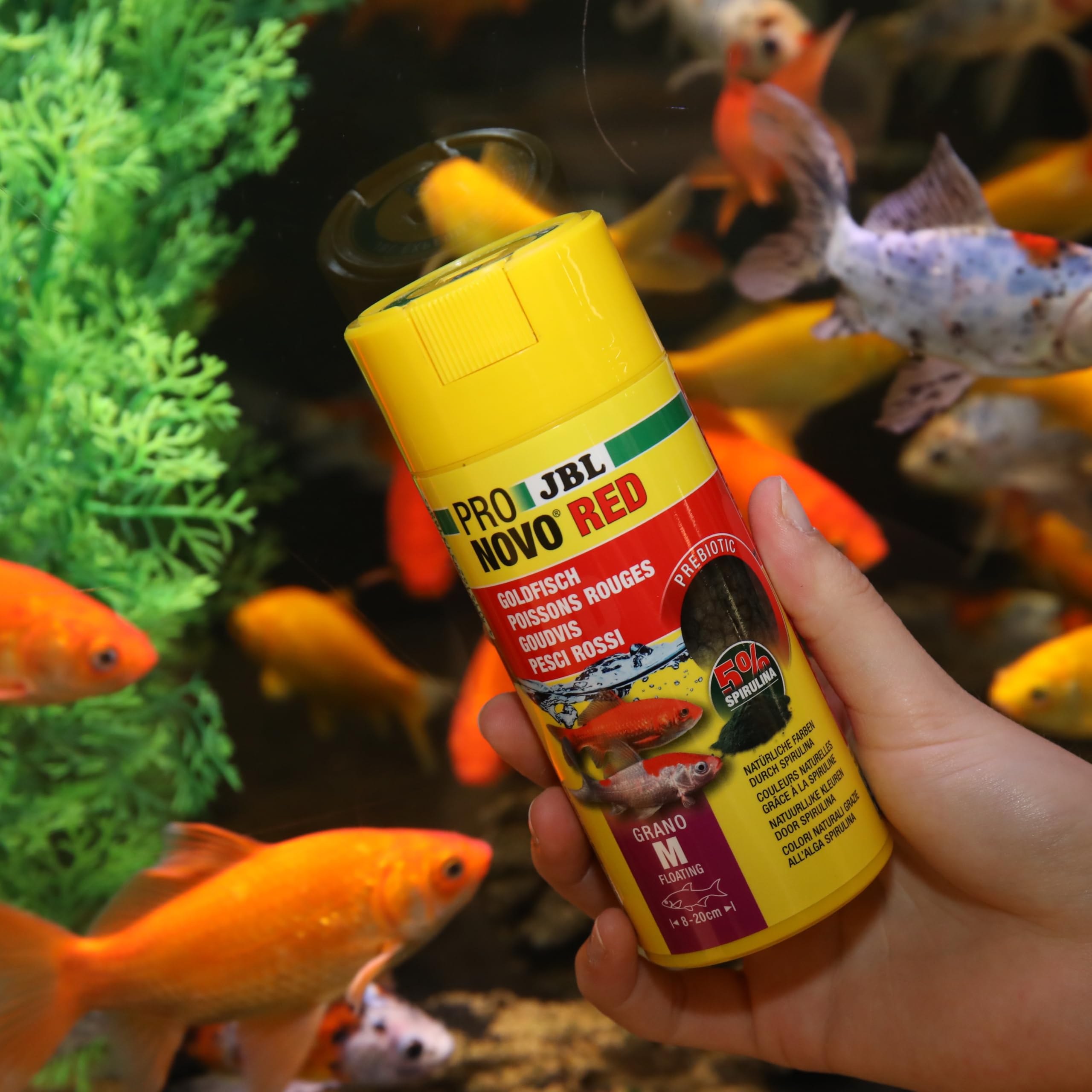 JBL PRONOVO RED FLAKES, Aliment de Base pour Poissons Rouges de 8-20 cm, Flocons pour Poissons, taille M, 250 ml