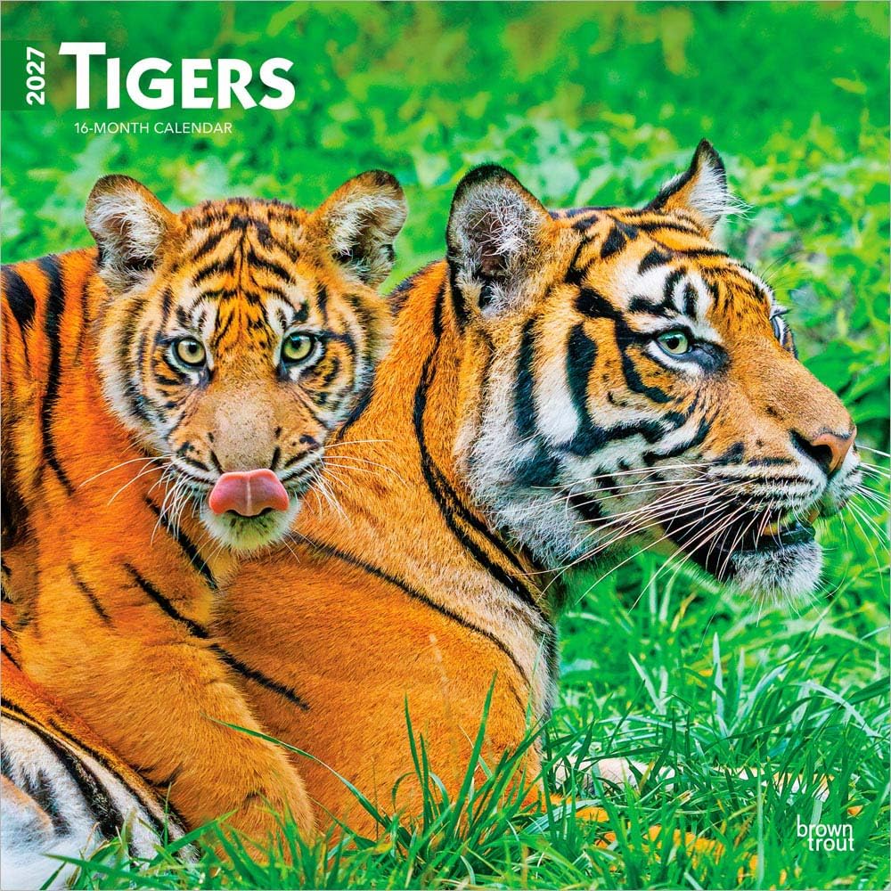 Tigers 2027 12 X 24 Inch (Hanging) Monthly Square Wall Calendar Plastic-Free: Original BrownTrout-Kalender [Mehrsprachig] [Kalender]
