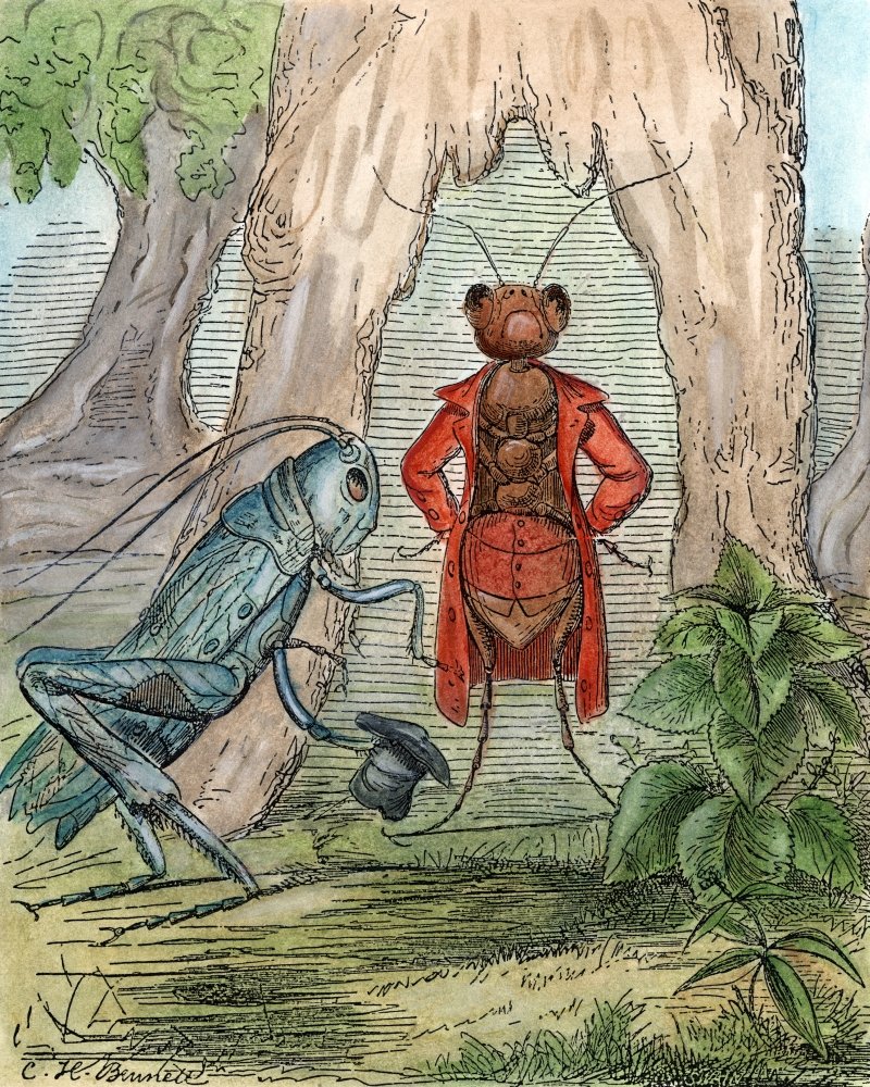 The Ant And The Grasshopper Drawing