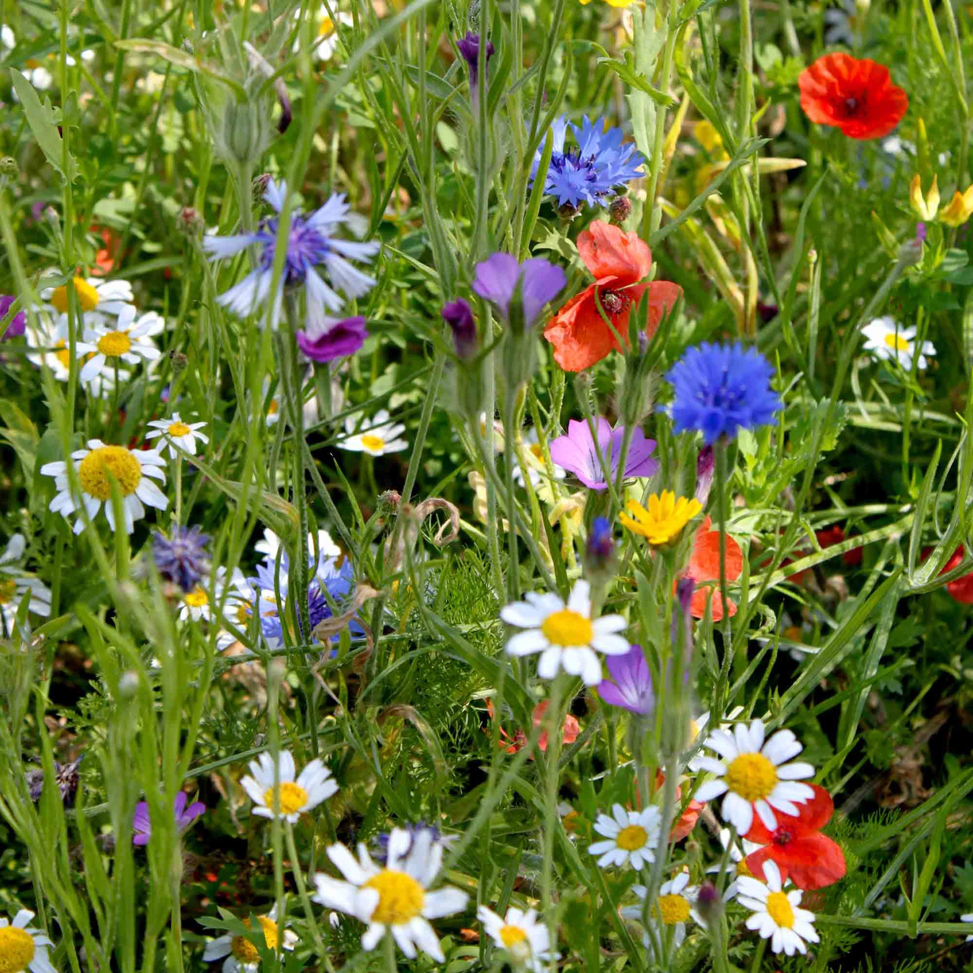 Suttons SeedsColourful Annuals Mix, Packet Content 1000 Seeds. Grow Your own Flowers with This Mix which is Also Brilliant for pollinators