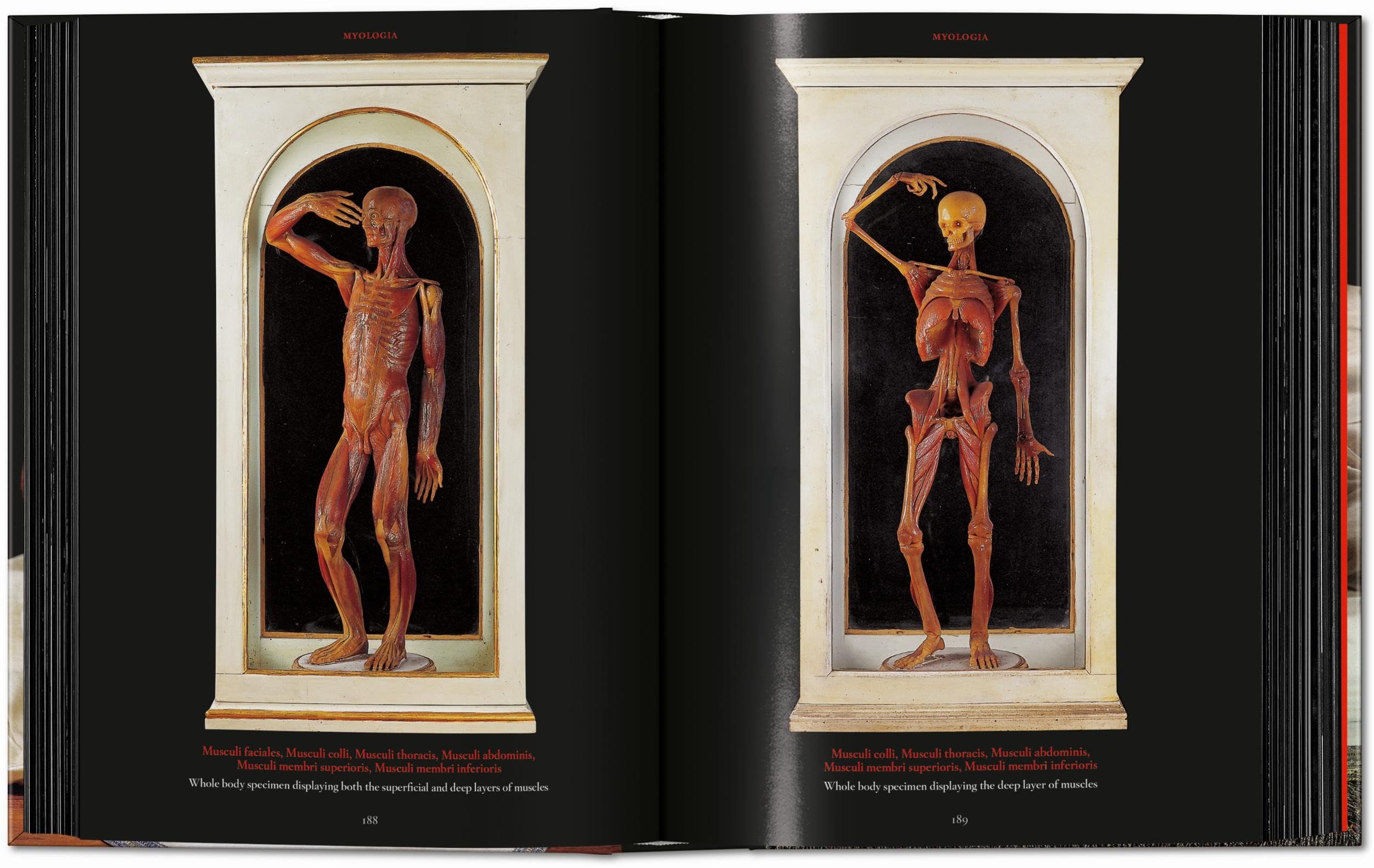 Anatomical Waxes. 45th Ed. (45th Edition)