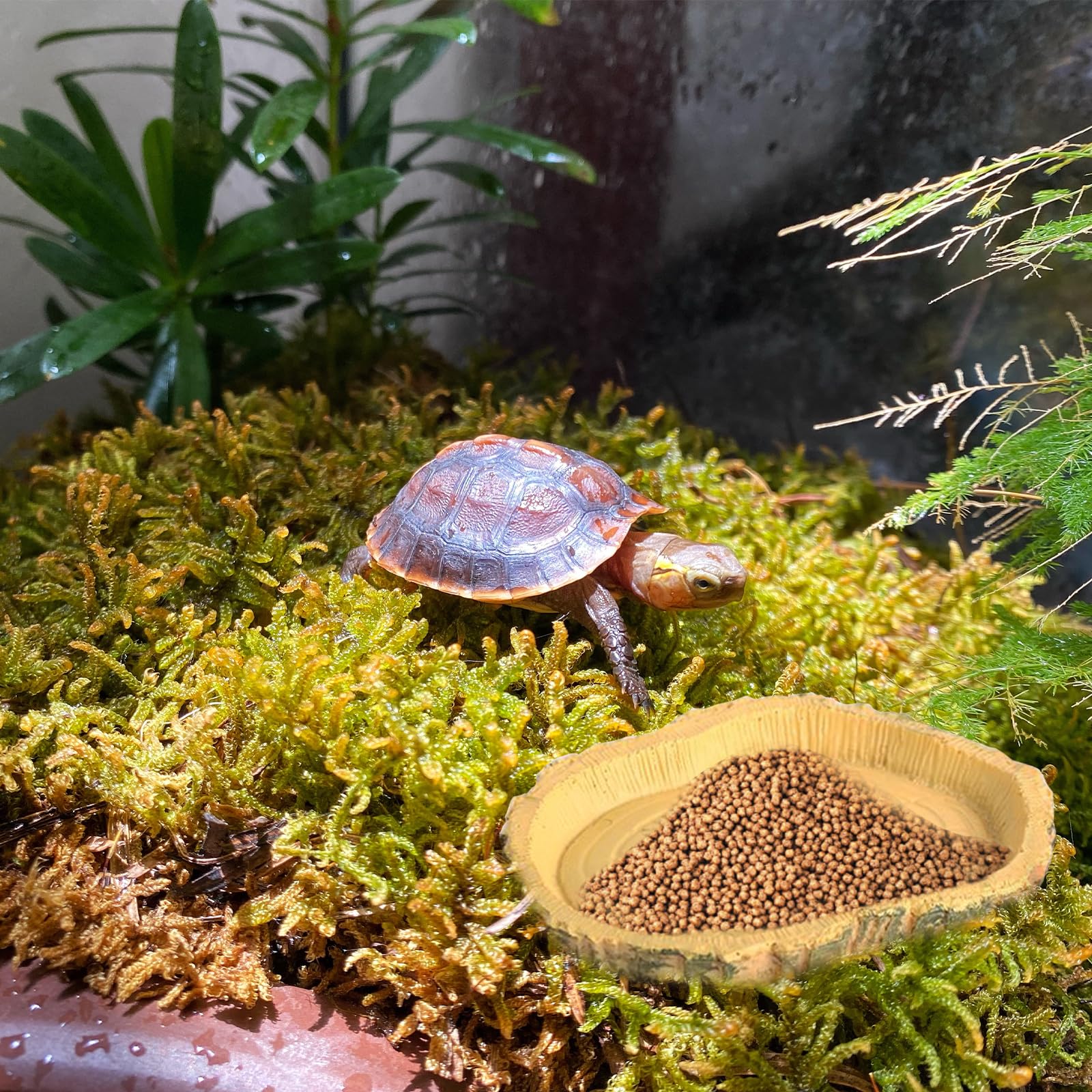 Lithyc 2 pièces Bols à Eau pour Reptiles - Abreuvoir Tortue Terrestre- Nourriture pour Bol pour Reptiles en Feuilles - Convient Aux Reptiles Et Amphibiens, LéZards, Grenouilles, Geckos, Tortues, Etc