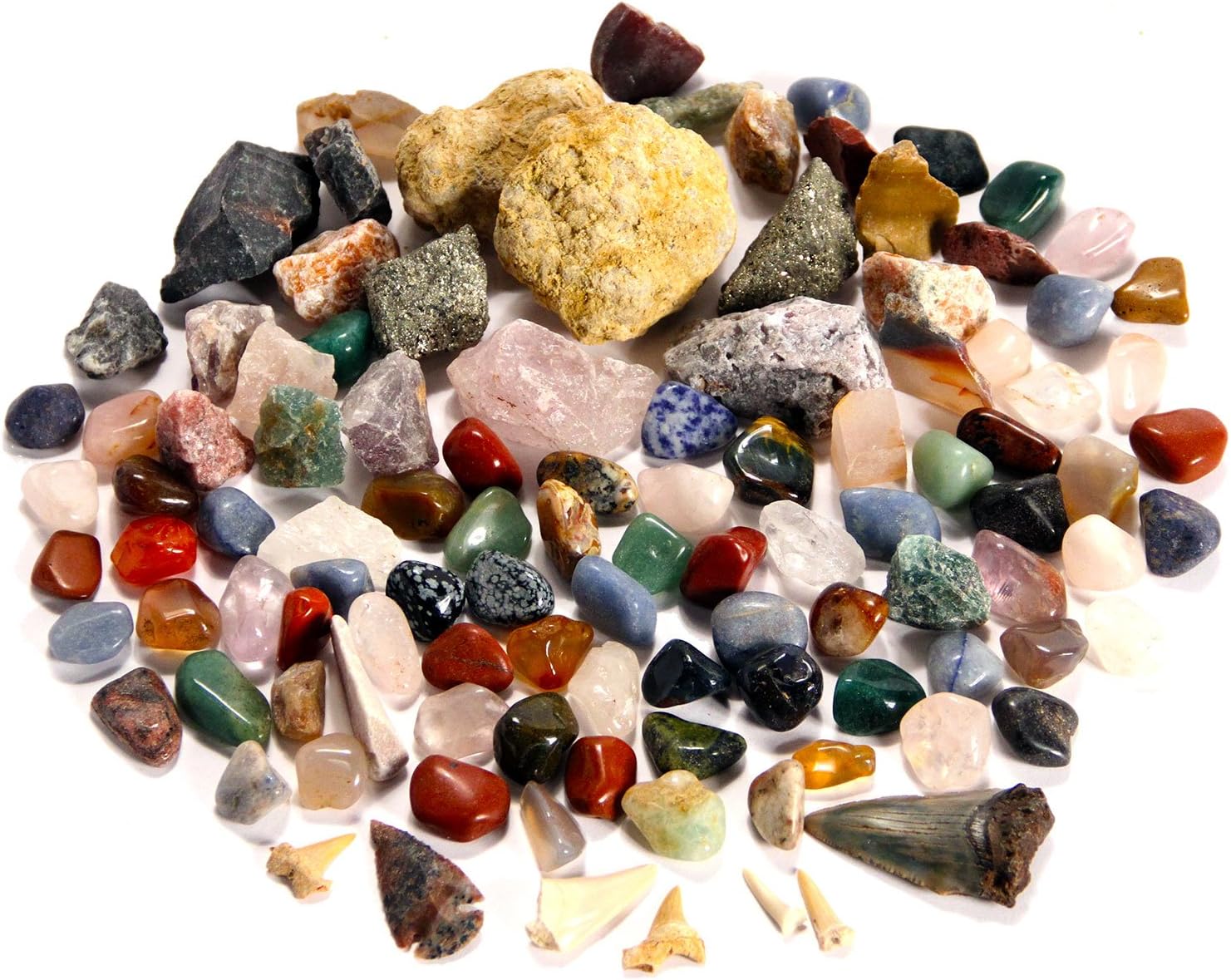 Best Rock Collection. Includes Huge Megalodon Shark Tooth, 2 Large Geodes and 3 LBS. (About 100 specimens) and Identification Chart.